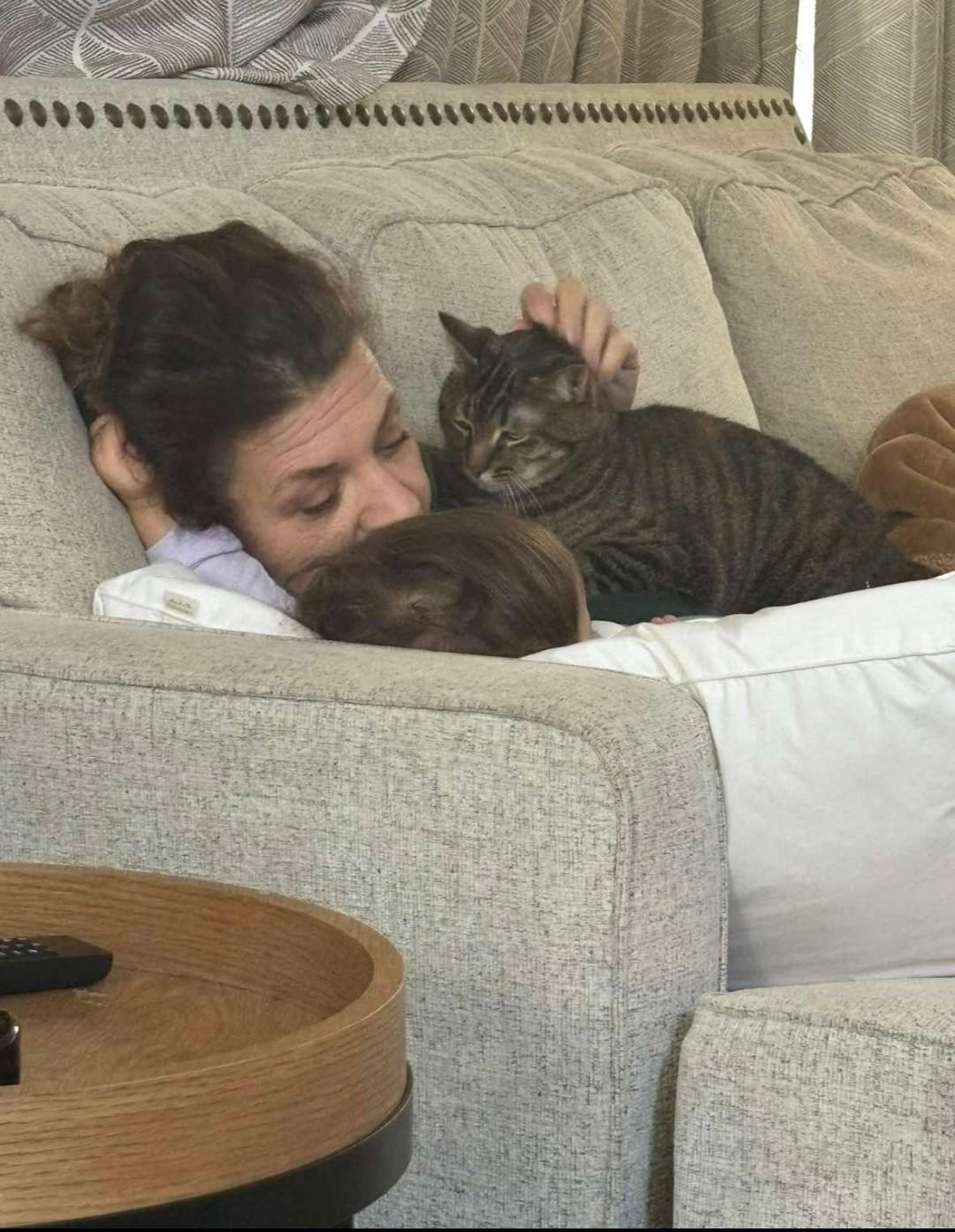 Nellie, an adoptable Domestic Short Hair in Massillon, OH image 2/5