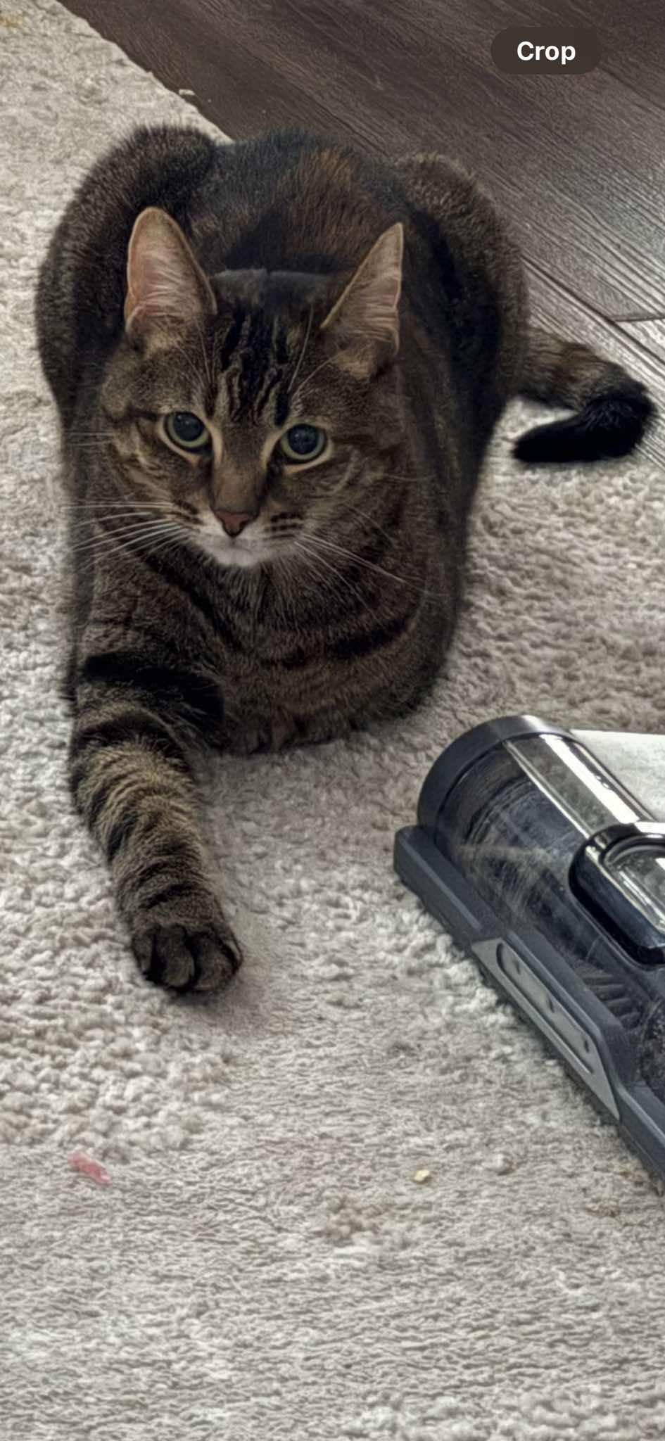 Nellie, an adoptable Domestic Short Hair in Massillon, OH image 4/5