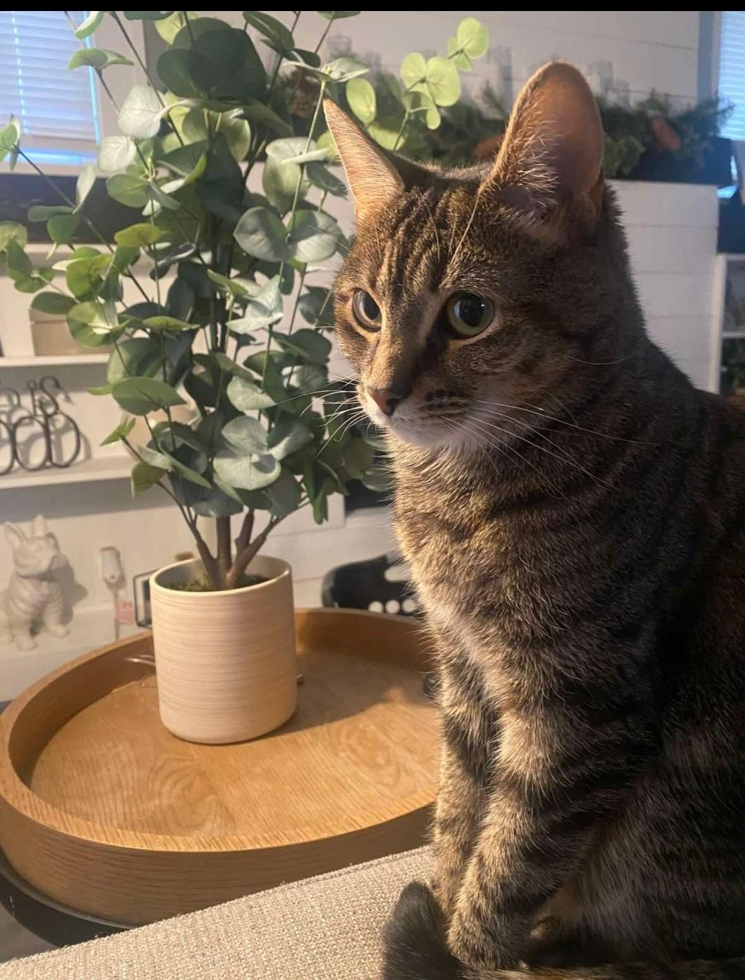 Nellie, adoptable, Adult Female Domestic Short Hair.