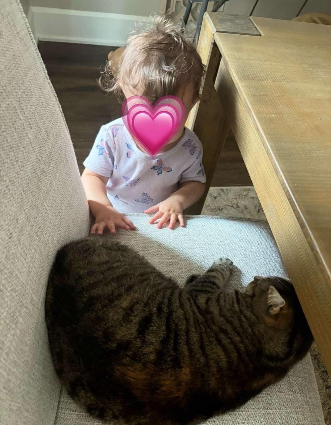 Nellie, an adoptable Domestic Short Hair in Massillon, OH image 3/5