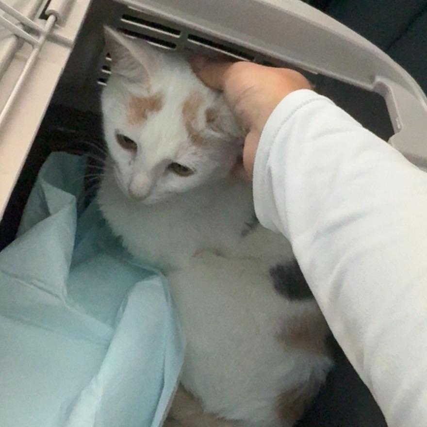 Dallas, Adoptable, Young Female Domestic Short Hair.