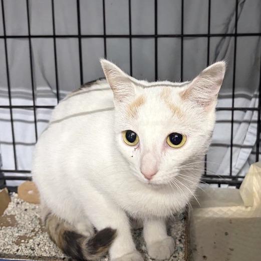 Enlarge Dallas, a Adoptable Domestic Short Hair in New York, NY image 4/5