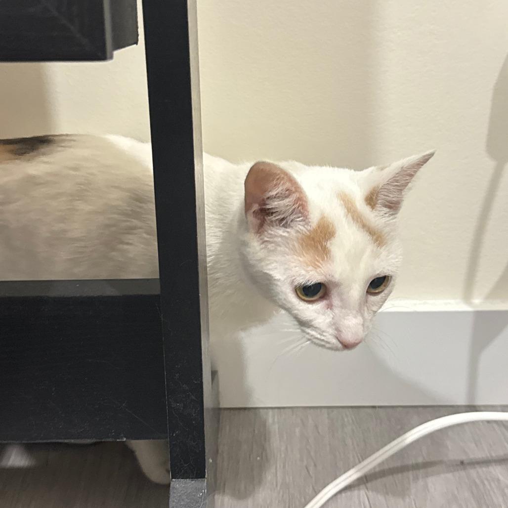 Enlarge Dallas, a Adoptable Domestic Short Hair in New York, NY image 5/5