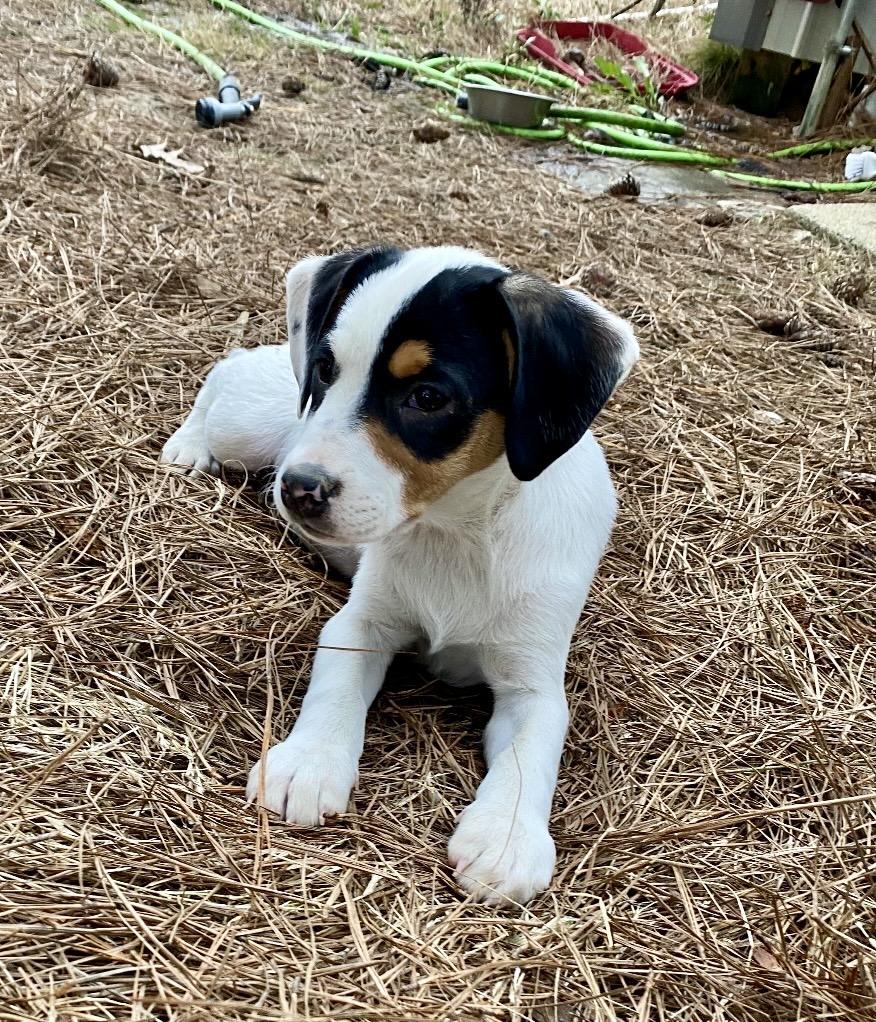 Bailee, a Adoptable mixed breed in Pembroke, MA image 3/3