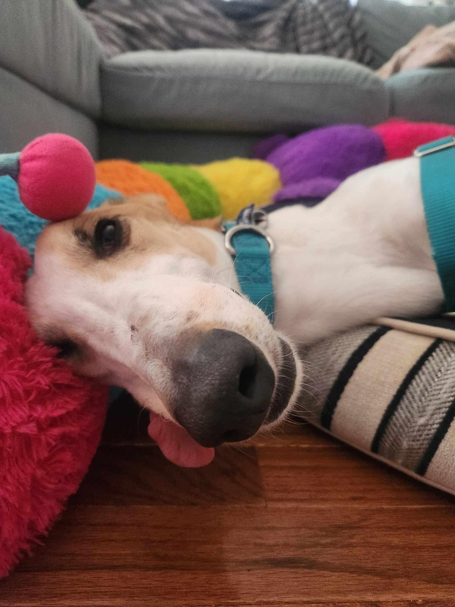 Pepperjack thumbnail 2