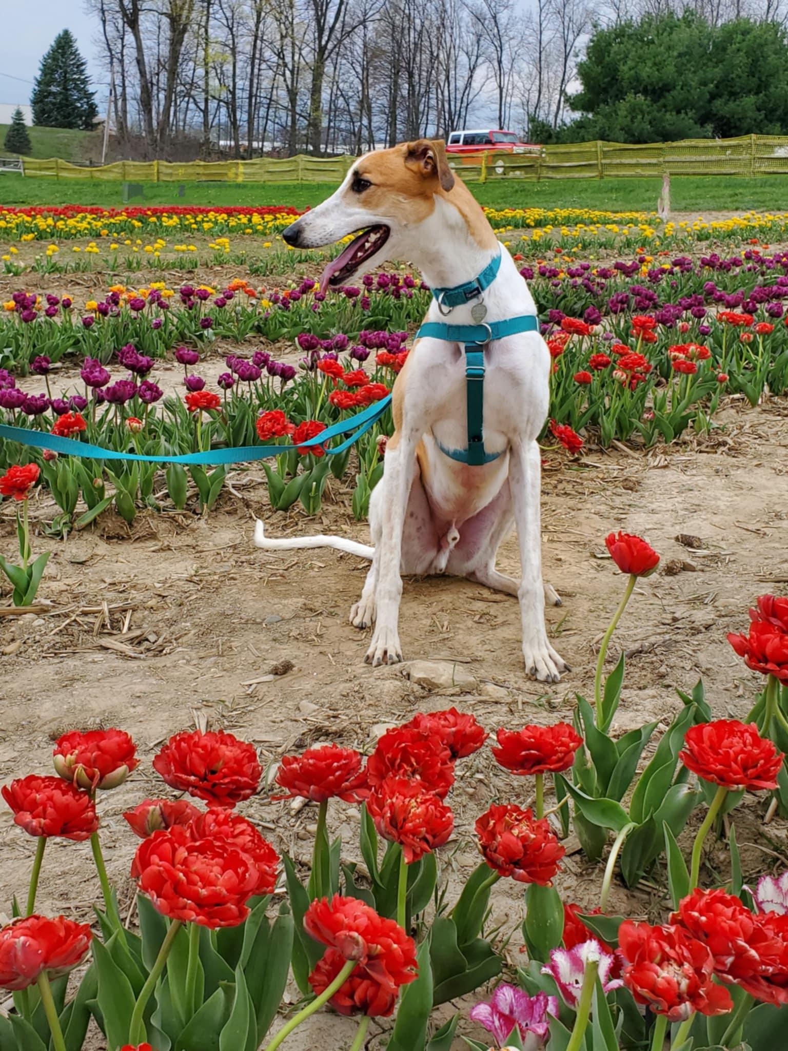 Pepperjack, an adopted mixed breed in Westerville, OH image 2/5