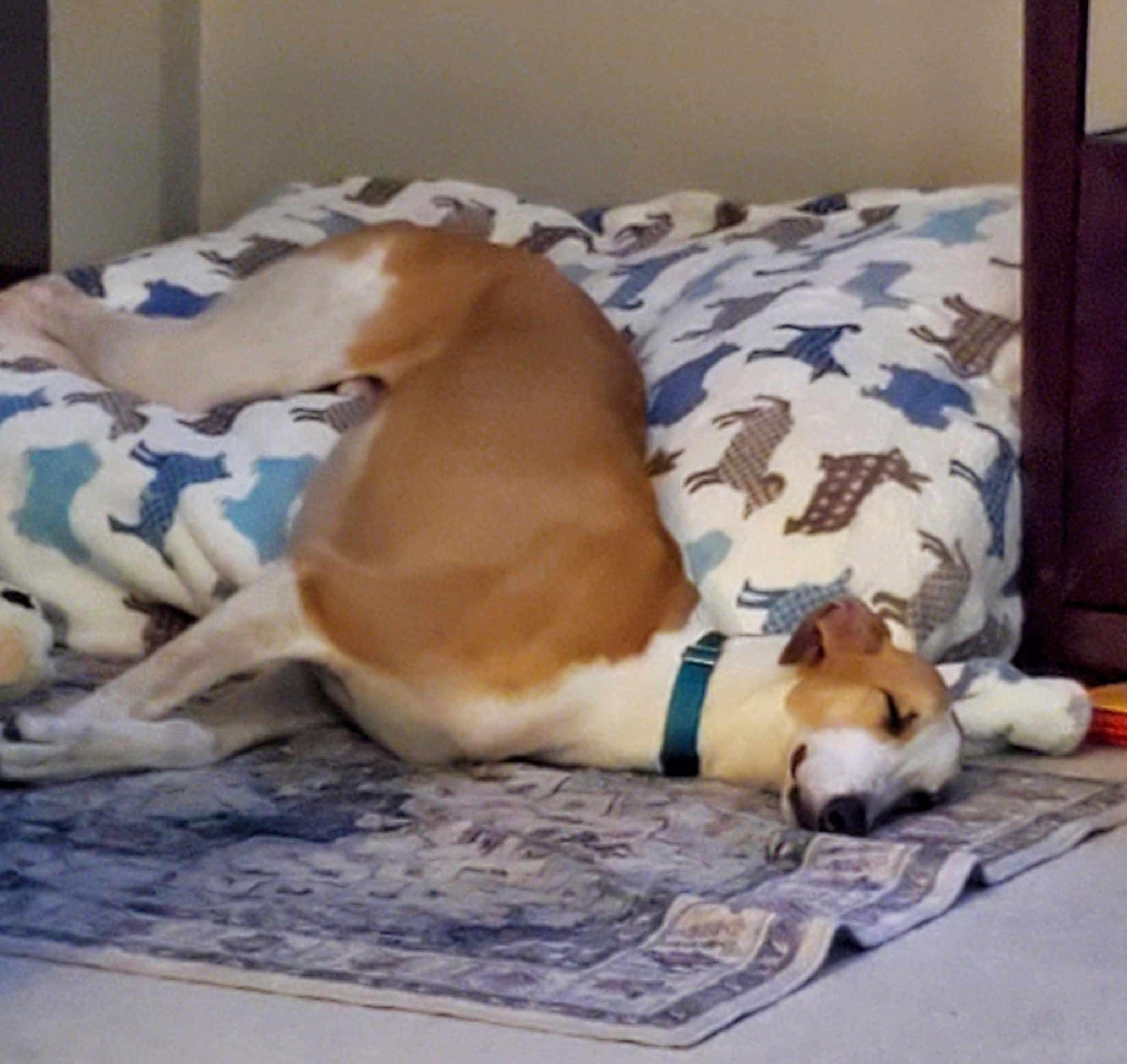 Pepperjack, an adopted mixed breed in Westerville, OH image 3/5