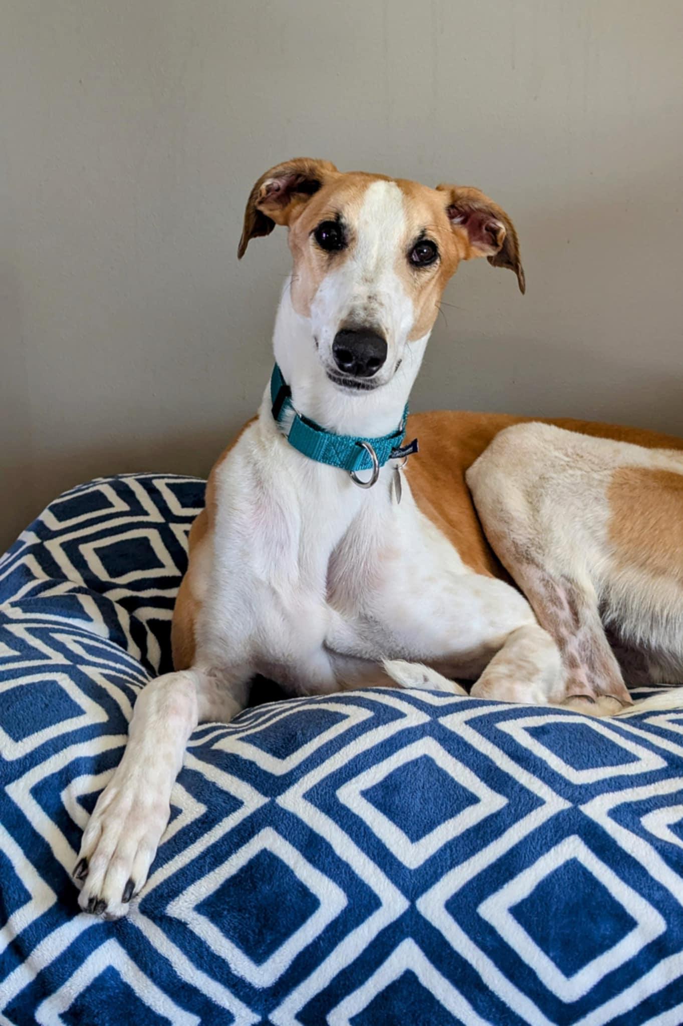 Pepperjack, an adopted mixed breed in Westerville, OH image 4/5