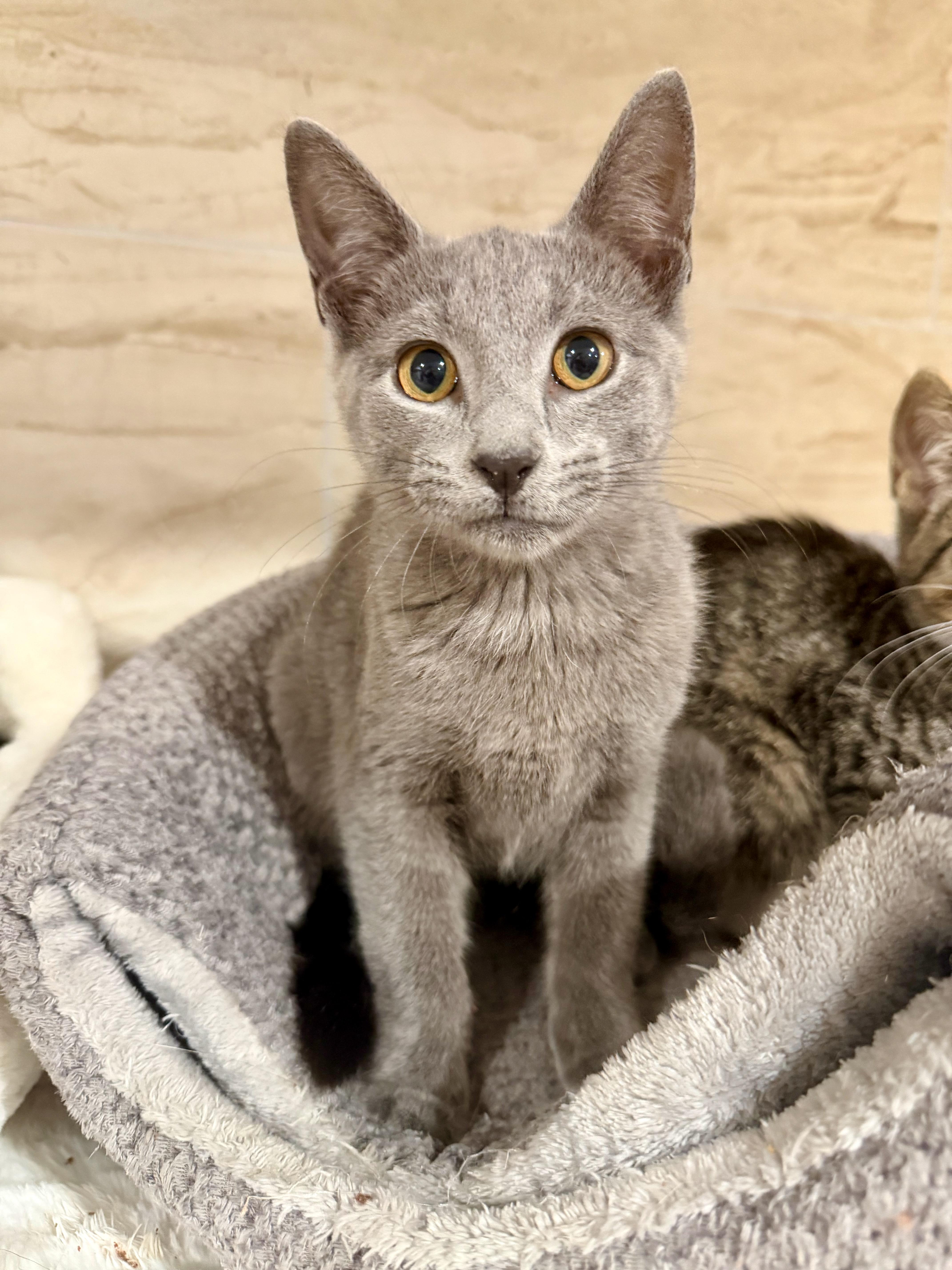 Enlarge Tiffany, a Adopted Domestic Short Hair in Manhasset, NY image 2/4