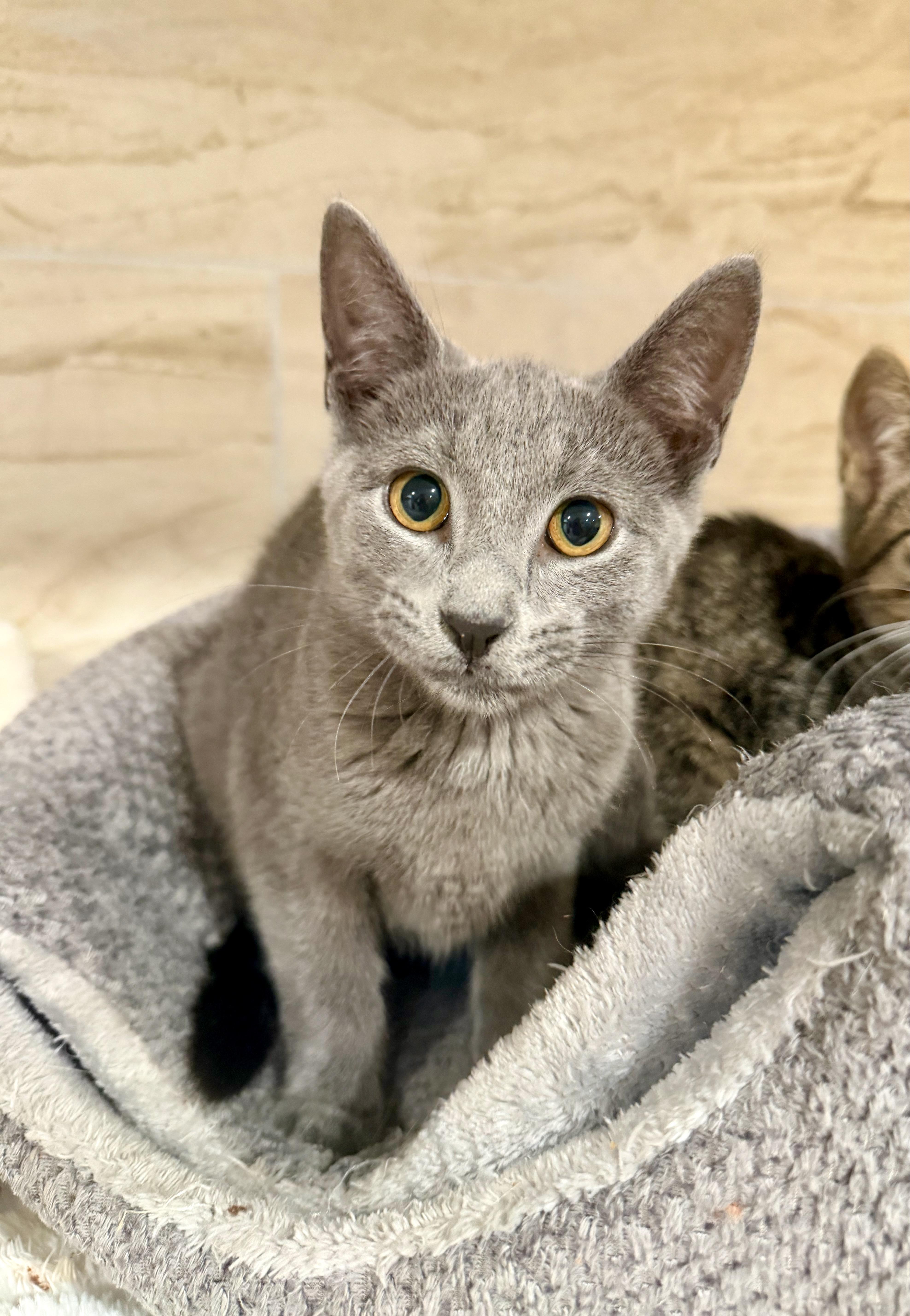 Tiffany, Adopted, Kitten Female Domestic Short Hair.