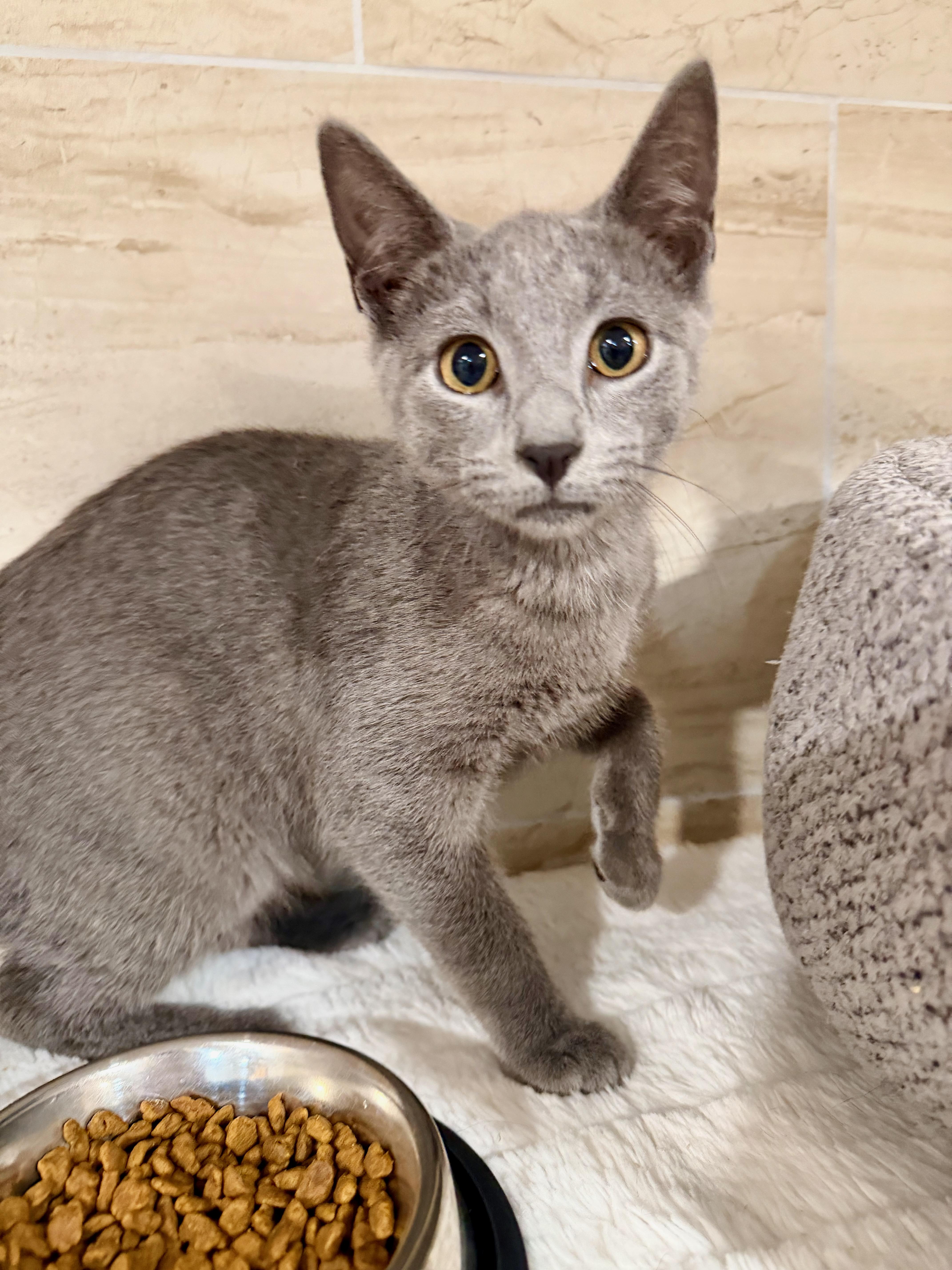 Enlarge Tiffany, a Adopted Domestic Short Hair in Manhasset, NY image 3/4