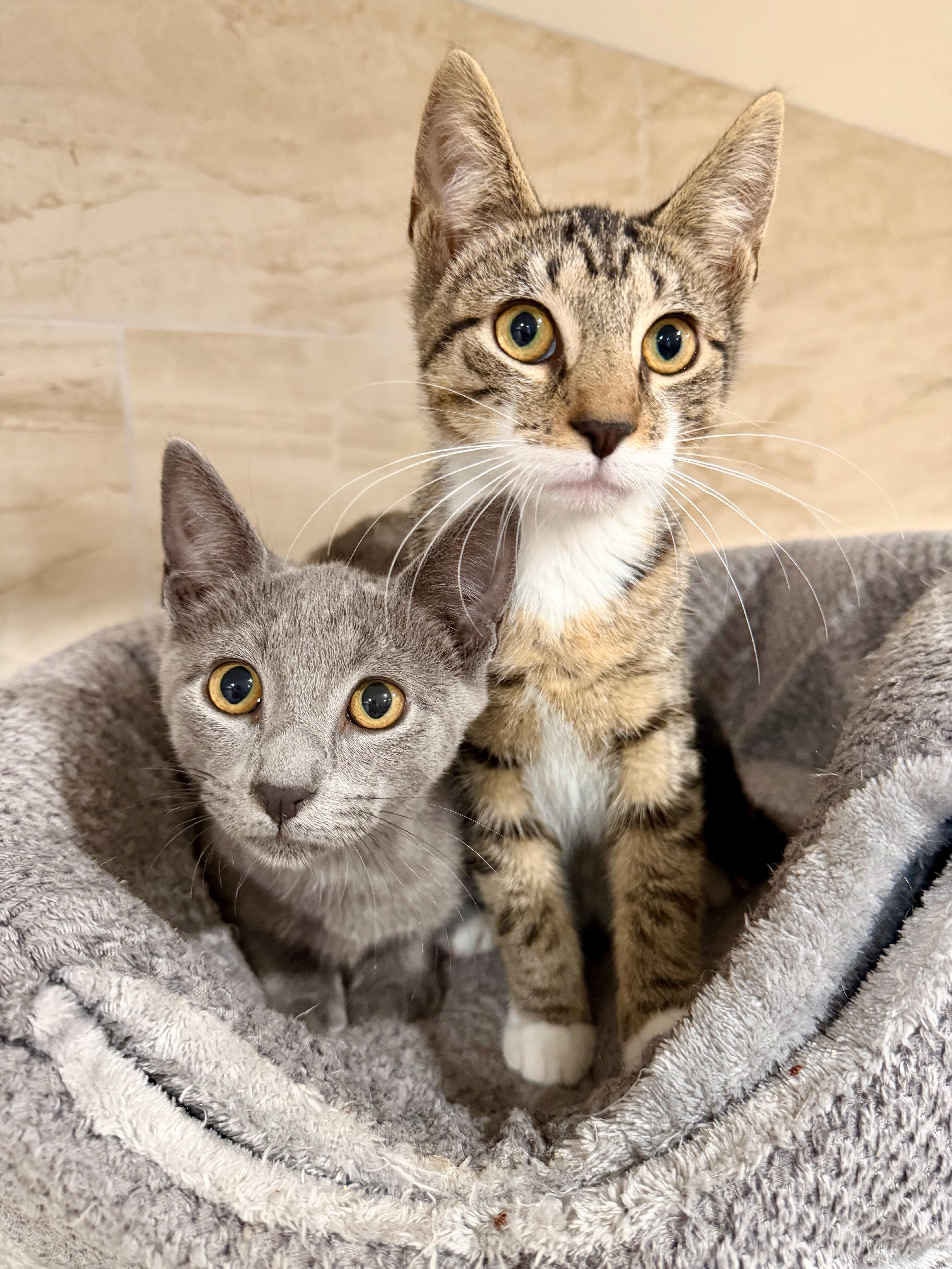 Enlarge Tiffany, a Adopted Domestic Short Hair in Manhasset, NY image 4/4