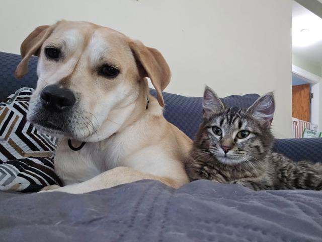 Enlarge Cici, a Adoptable mixed breed in Pawtucket, RI image 2/6