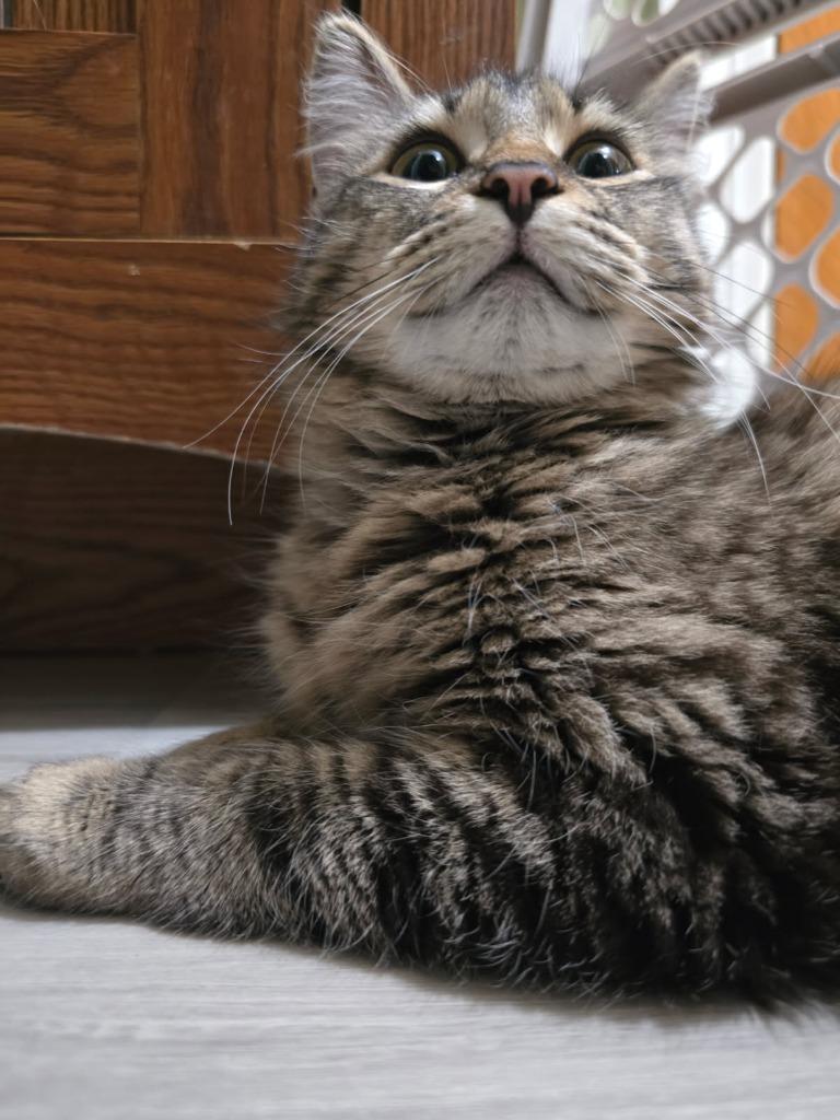 Enlarge Cici, a Adoptable mixed breed in Pawtucket, RI image 5/6