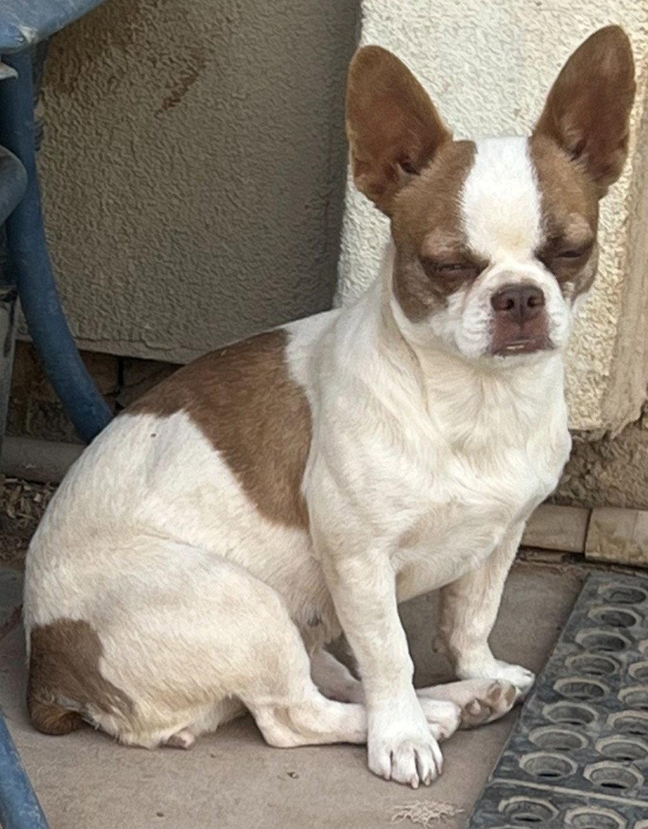 Bridget, Adoptable, Young Female Boston Terrier & French Bulldog.