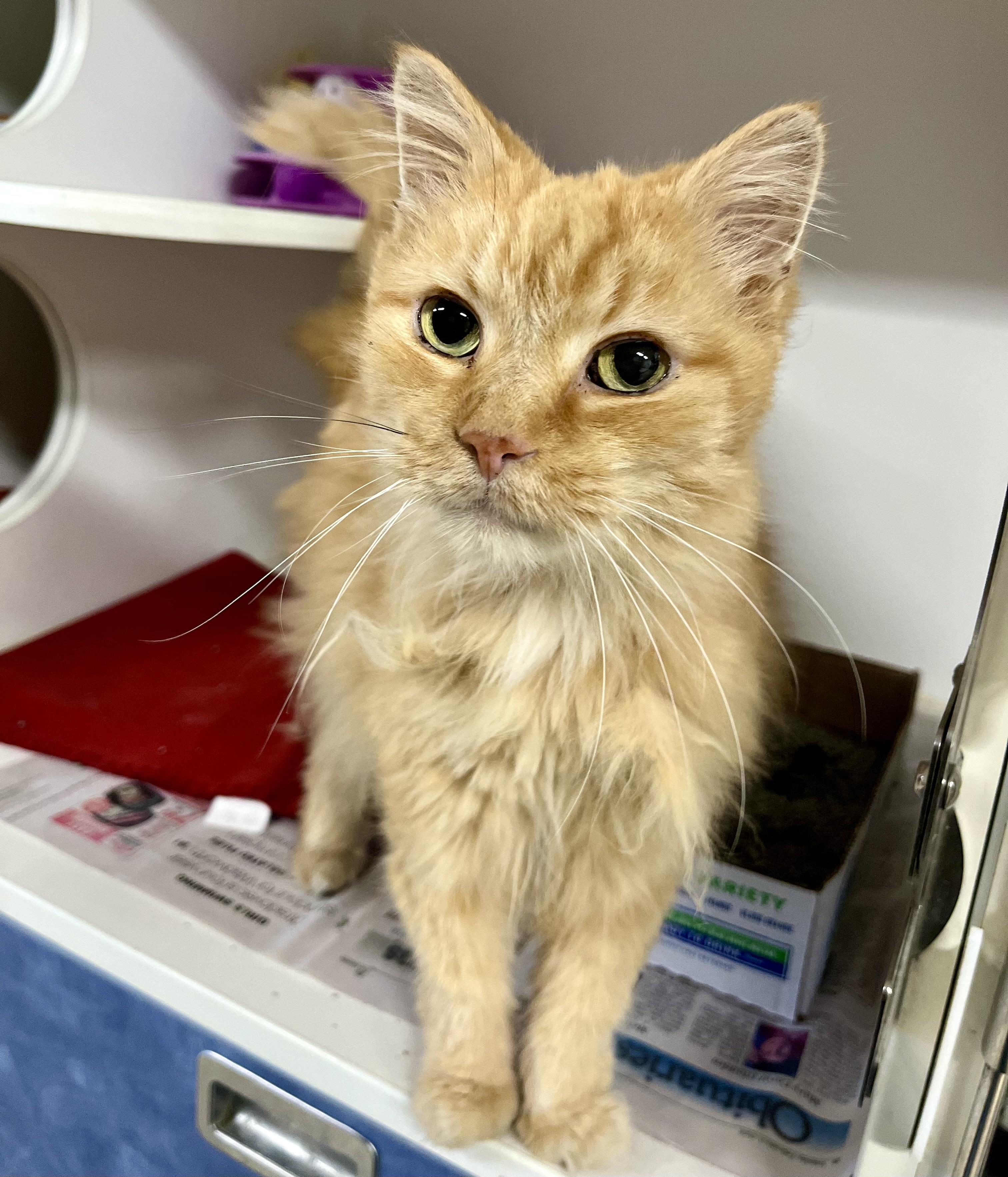 Snuggles, an adoptable Domestic Long Hair in Seville, OH image 1/2