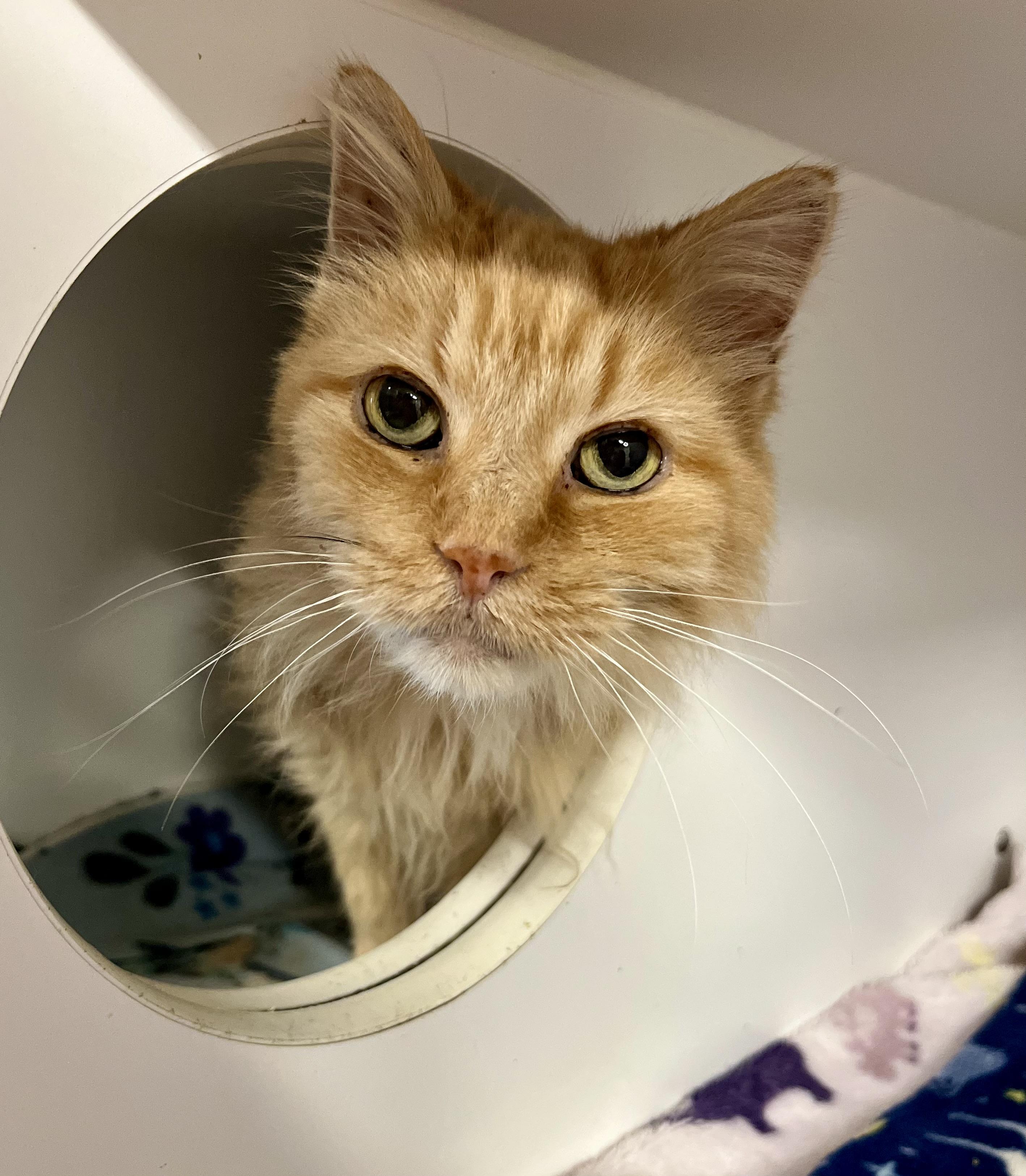 Snuggles, an adoptable Domestic Long Hair in Seville, OH image 2/2