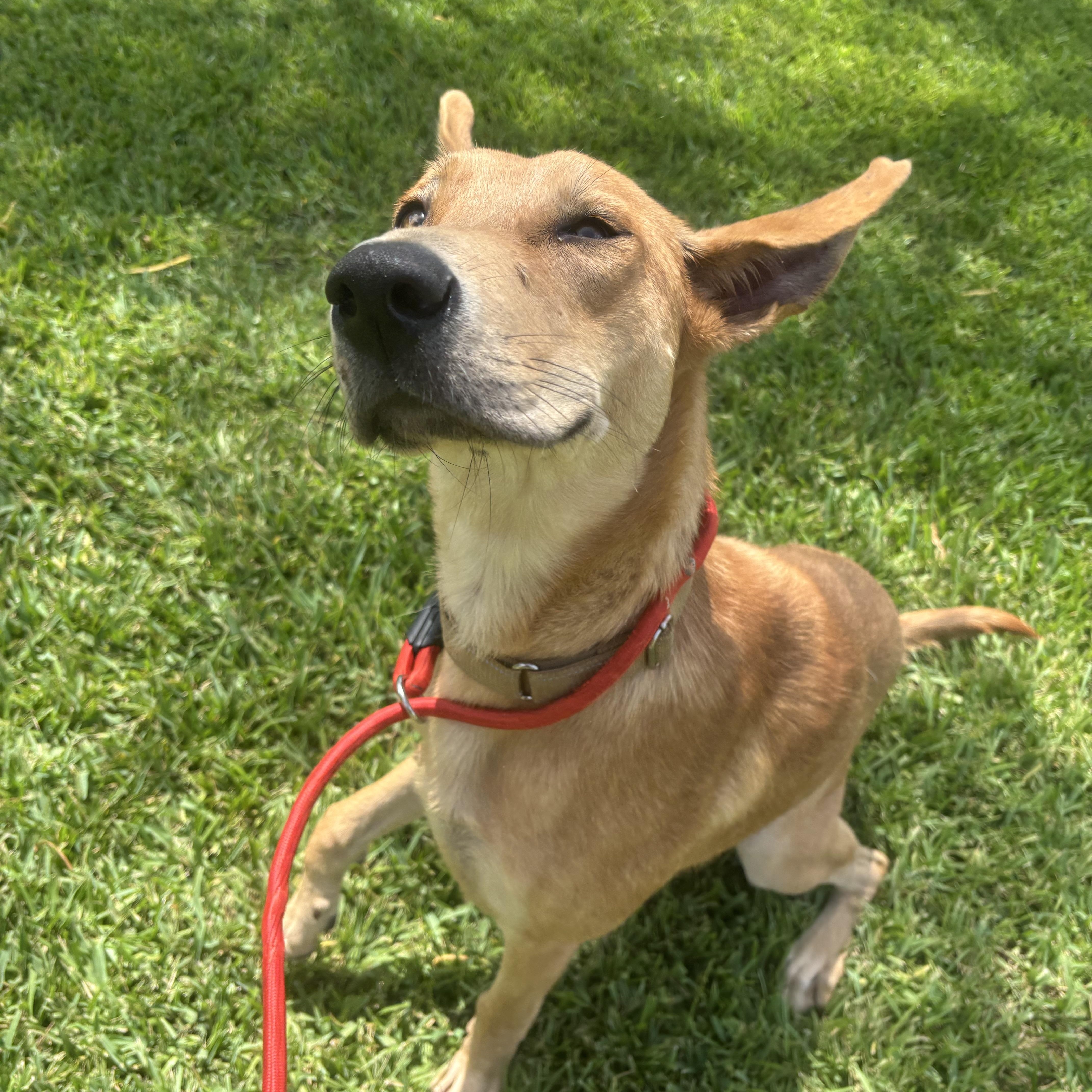 Miles, an adopted Mixed Breed in Leesburg, VA image 2/5