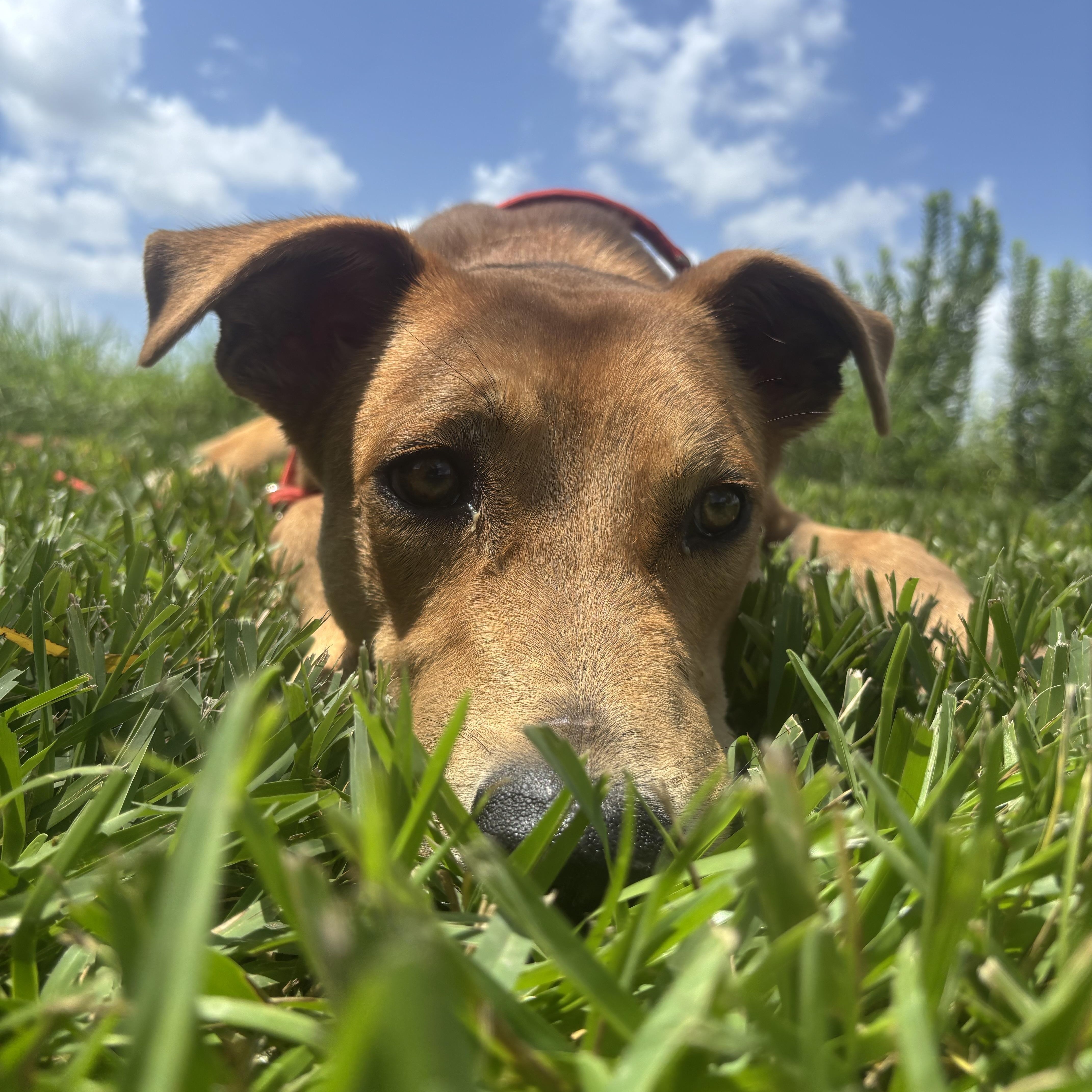 Miles, an adopted Mixed Breed in Leesburg, VA image 3/5