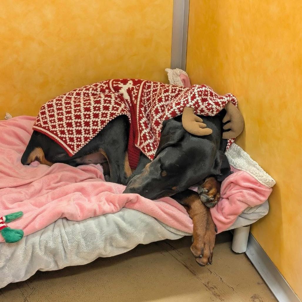 Enlarge Nollen, a Adoptable mixed breed in Grand Junction, CO image 1/1