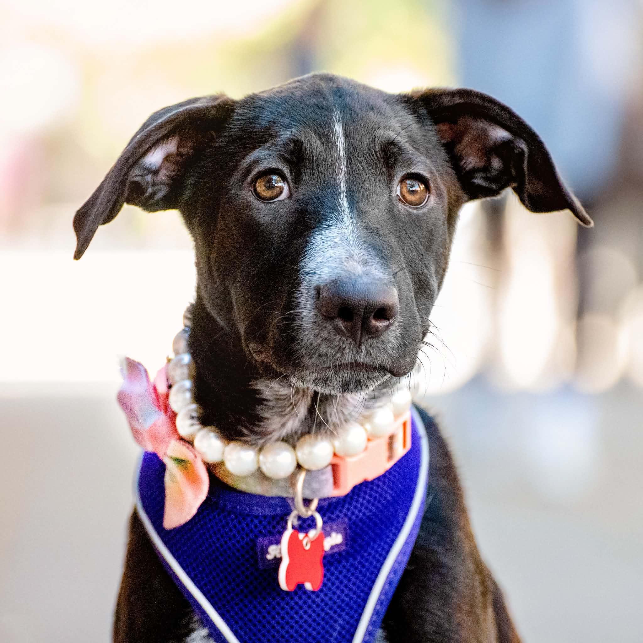 Enlarge Winnie, a Adoptable mixed breed in Boulder, CO image 3/6