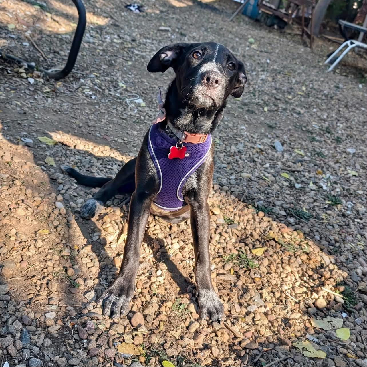Winnie, Adoptable, Puppy Female Australian Cattle Dog / Blue Heeler & Labrador Retriever.