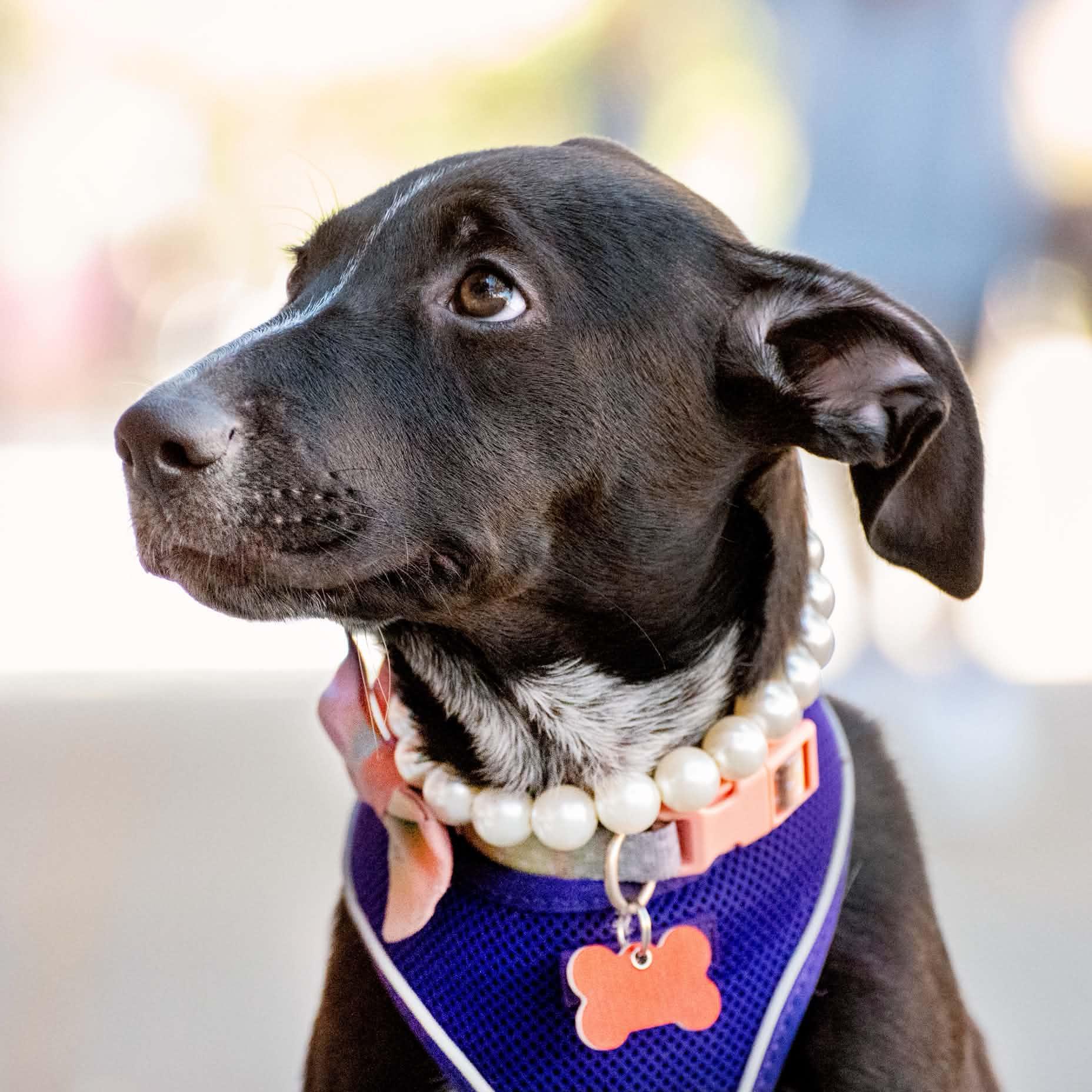 Enlarge Winnie, a Adoptable mixed breed in Boulder, CO image 5/6