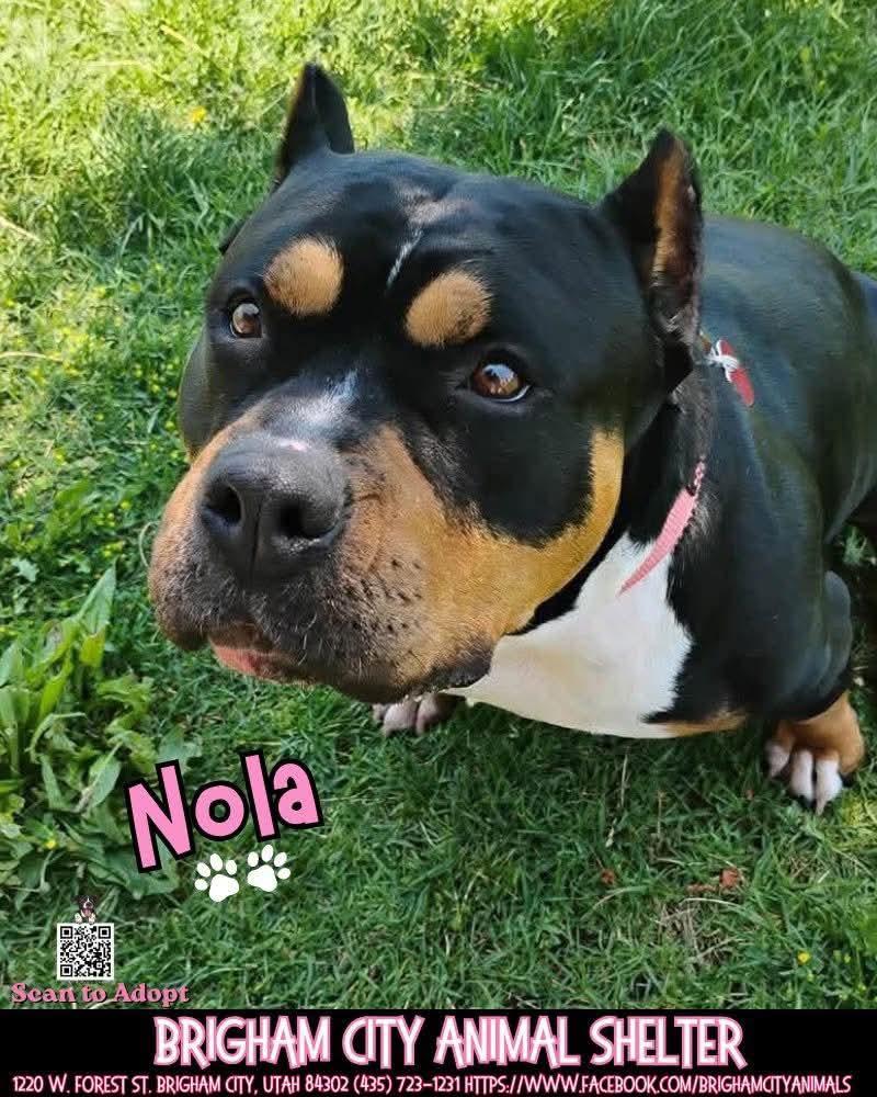 Enlarge Nola, a ADOPTABLE American Bully in Brigham City, UT image 1/1