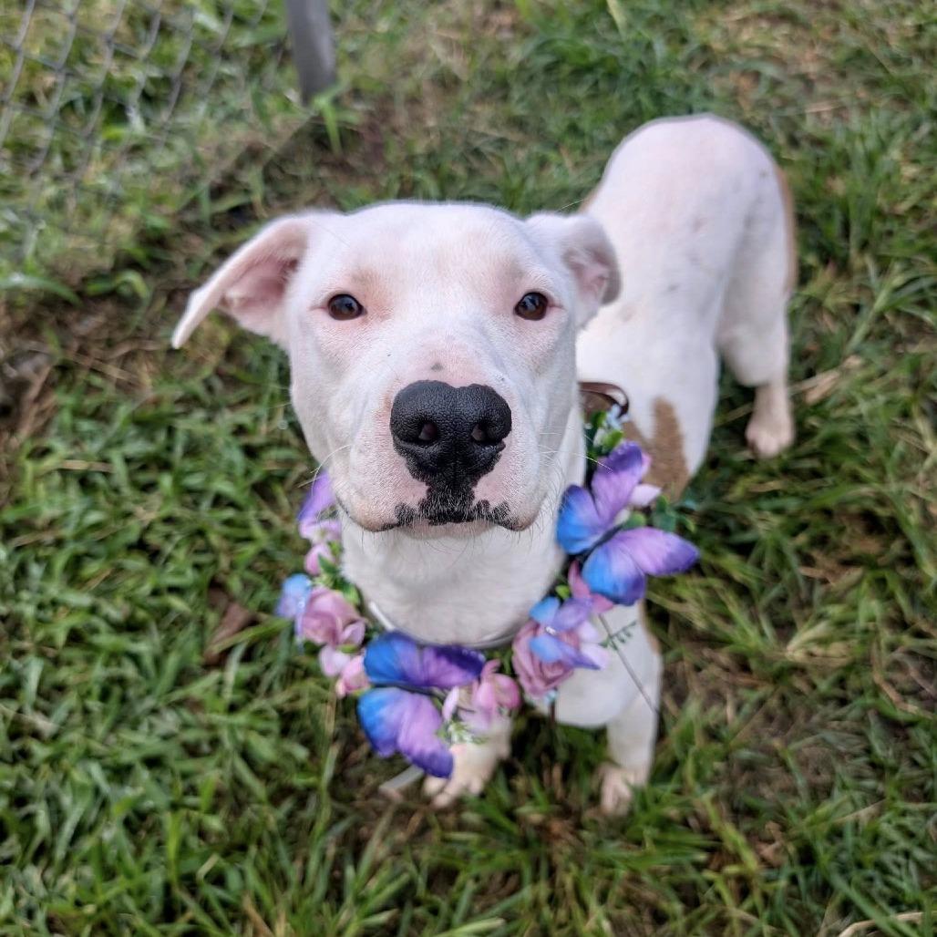 Princess Diamond, Adoptable, Young Female American Staffordshire Terrier.