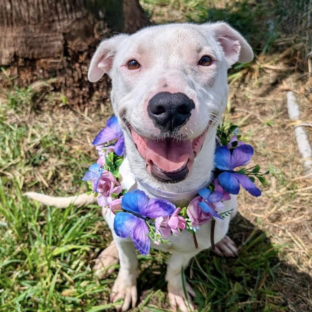 Princess Diamond, a Adoptable American Staffordshire Terrier in Napa, CA image 3/6