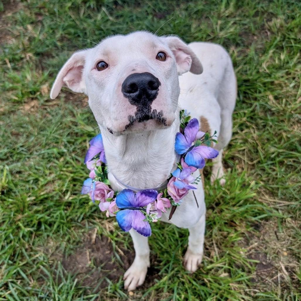 Princess Diamond, a Adoptable American Staffordshire Terrier in Napa, CA image 4/6