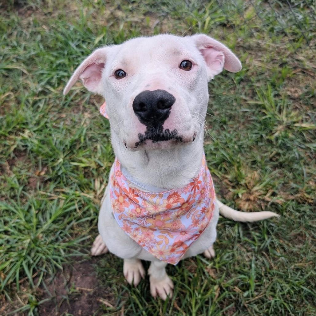 Princess Diamond, a Adoptable American Staffordshire Terrier in Napa, CA image 6/6