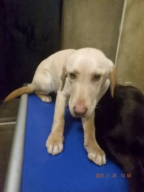 GEORGIA, Adoptable, Young Female Labrador Retriever & Mixed Breed.