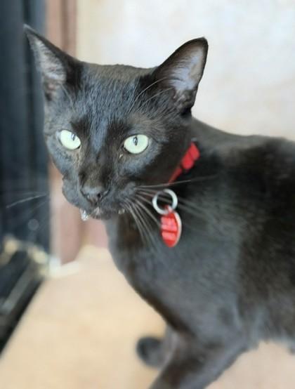 Cricket, Adoptable, Adult Male Domestic Short Hair.