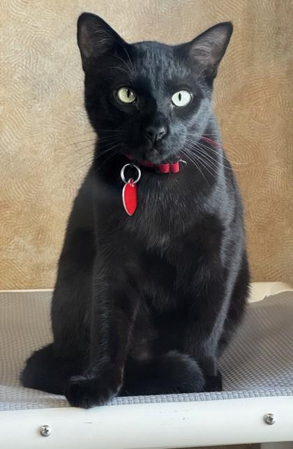 Cricket, Adoptable, Adult Male Domestic Short Hair.
