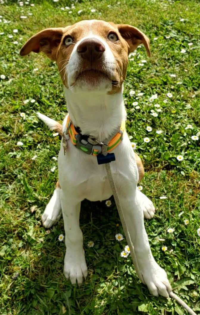 Mango, Adopted, Young Female Terrier.