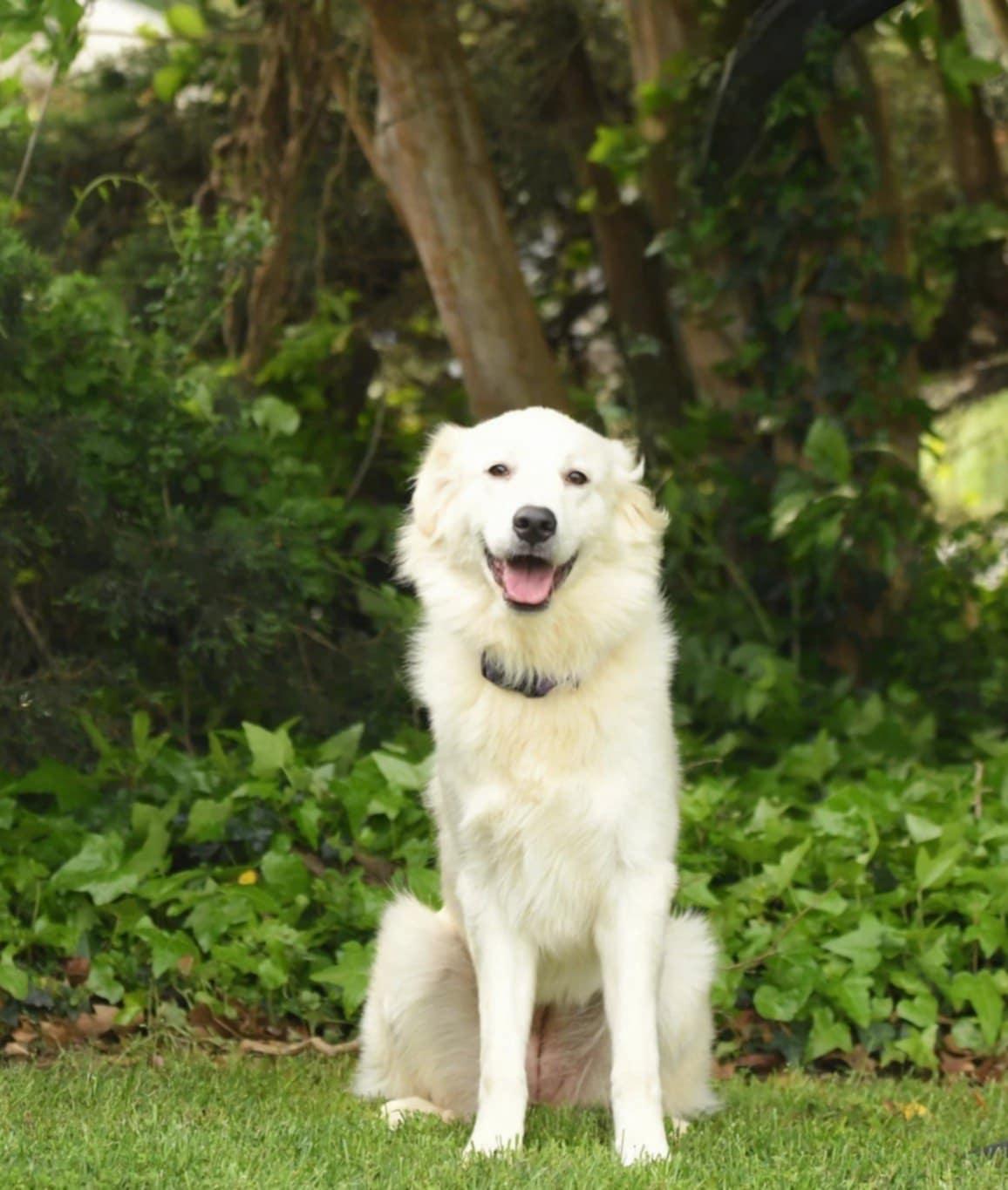 Eleven, Adopted, Young Female Golden Retriever & Great Pyrenees.
