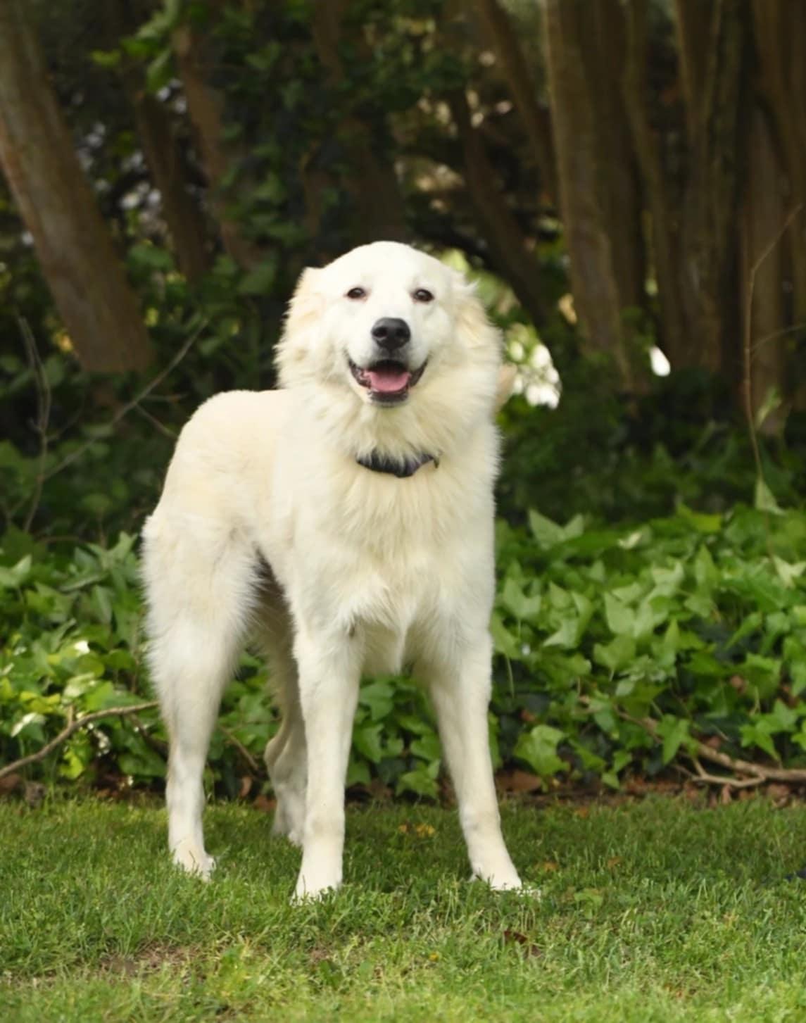 Eleven, Adopted, Young Female Golden Retriever & Great Pyrenees.