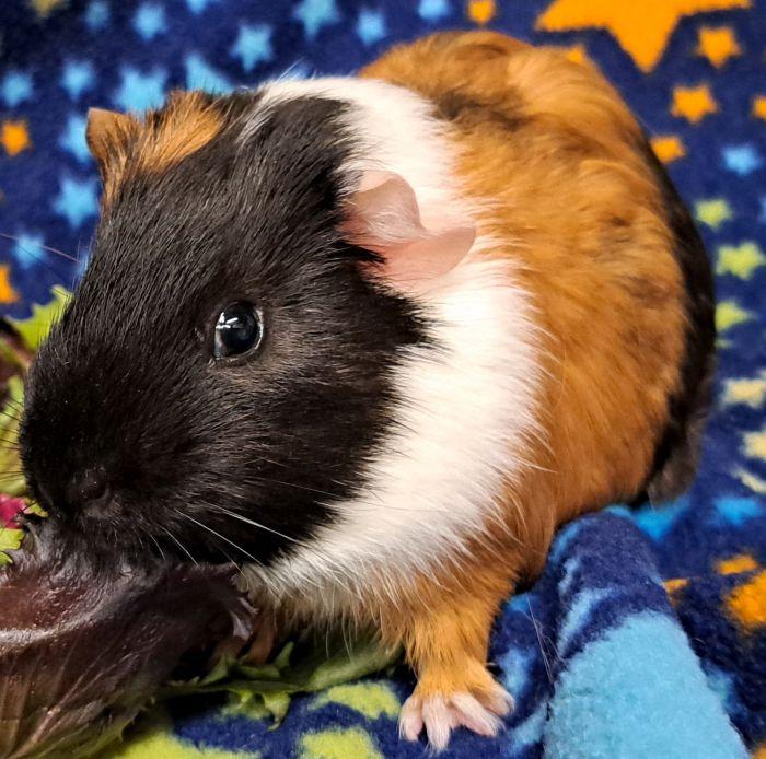 Garrett, a ADOPTABLE Short-Haired in Steger, IL image 2/5