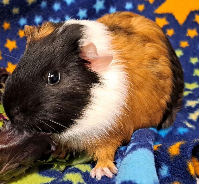 Garrett, a ADOPTABLE Short-Haired in Steger, IL image 4/5
