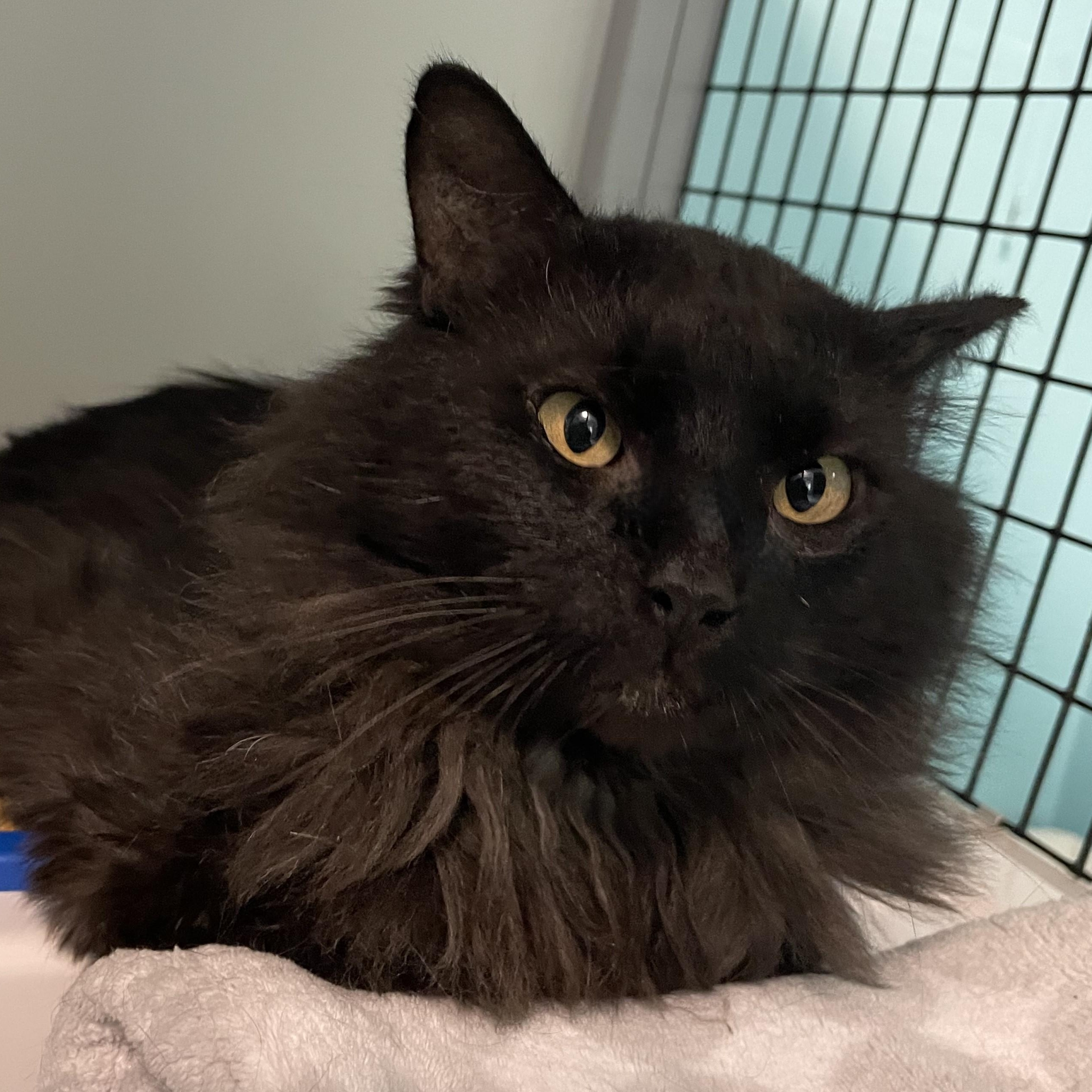 Enlarge Bear - Handsome, Special Needs, a ADOPTABLE Domestic Long Hair in Hoquiam, WA image 2/5