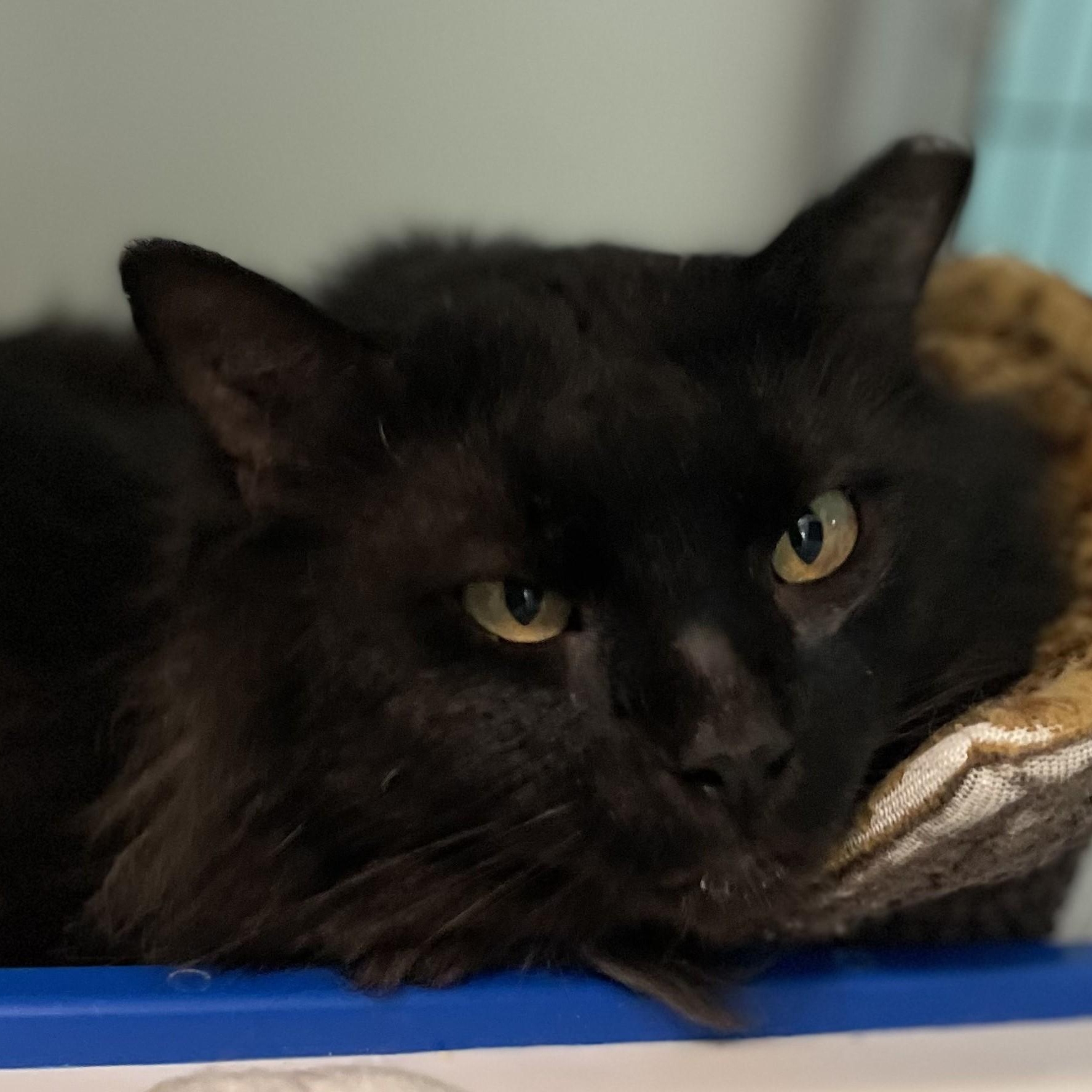 Enlarge Bear - Handsome, Special Needs, a ADOPTABLE Domestic Long Hair in Hoquiam, WA image 4/5