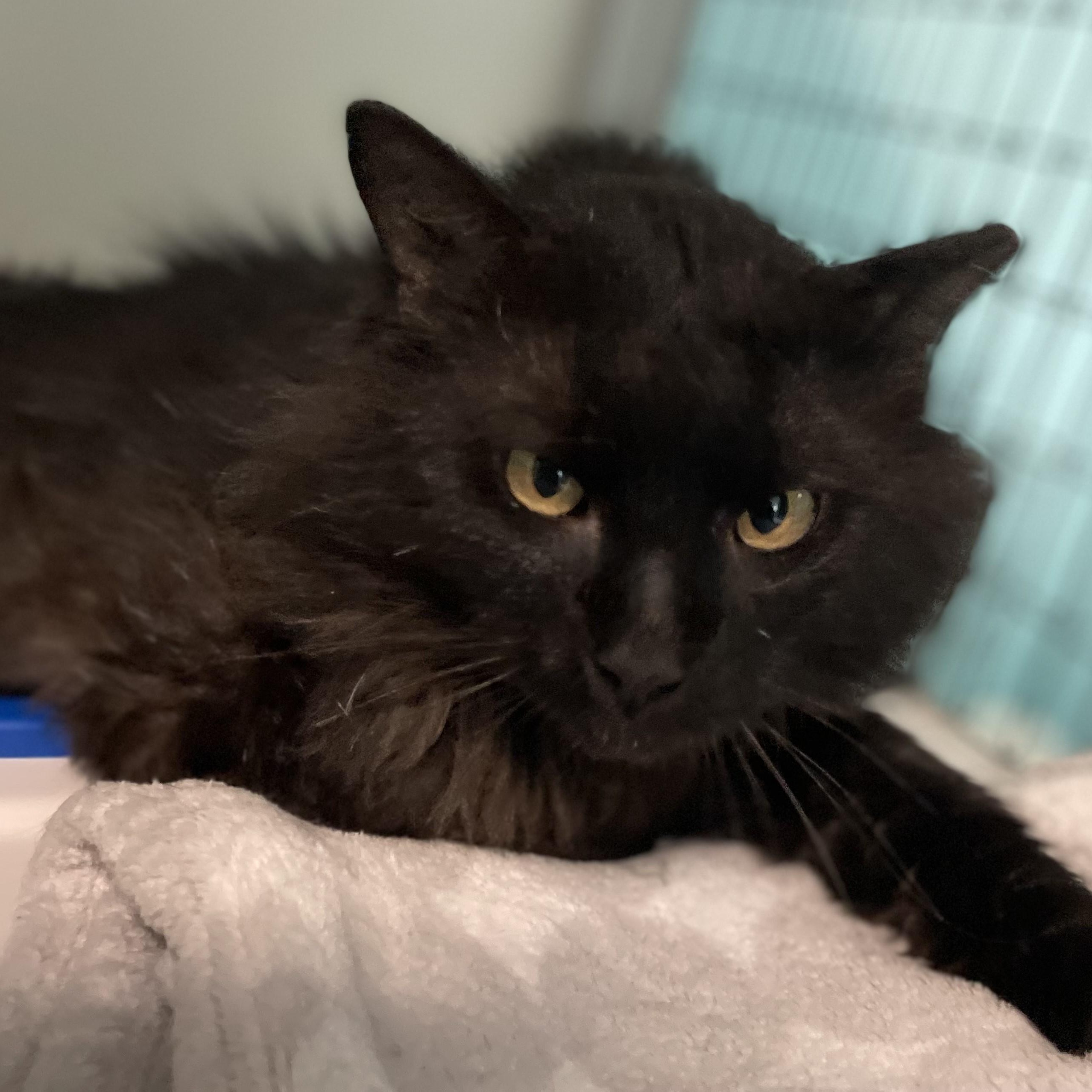 Enlarge Bear - Handsome, Special Needs, a ADOPTABLE Domestic Long Hair in Hoquiam, WA image 5/5