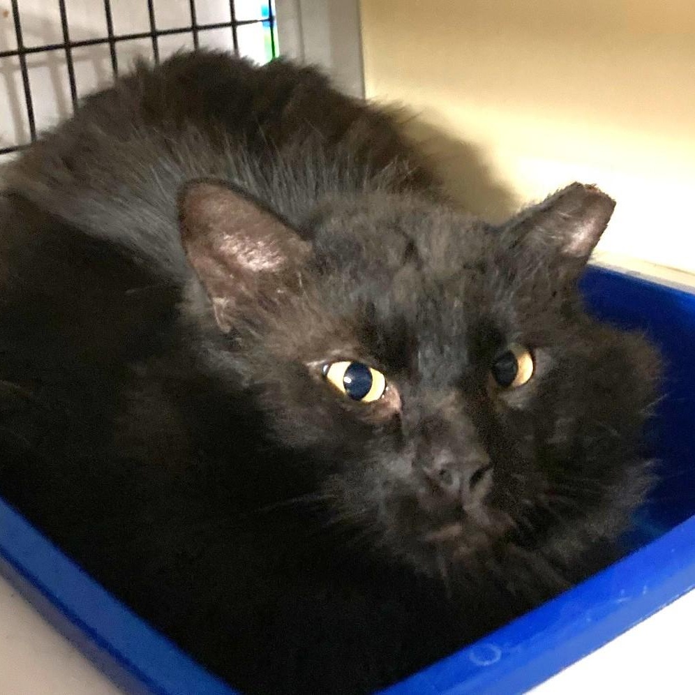 Enlarge Bear - Handsome, Special Needs, a ADOPTABLE Domestic Long Hair in Hoquiam, WA image 3/5