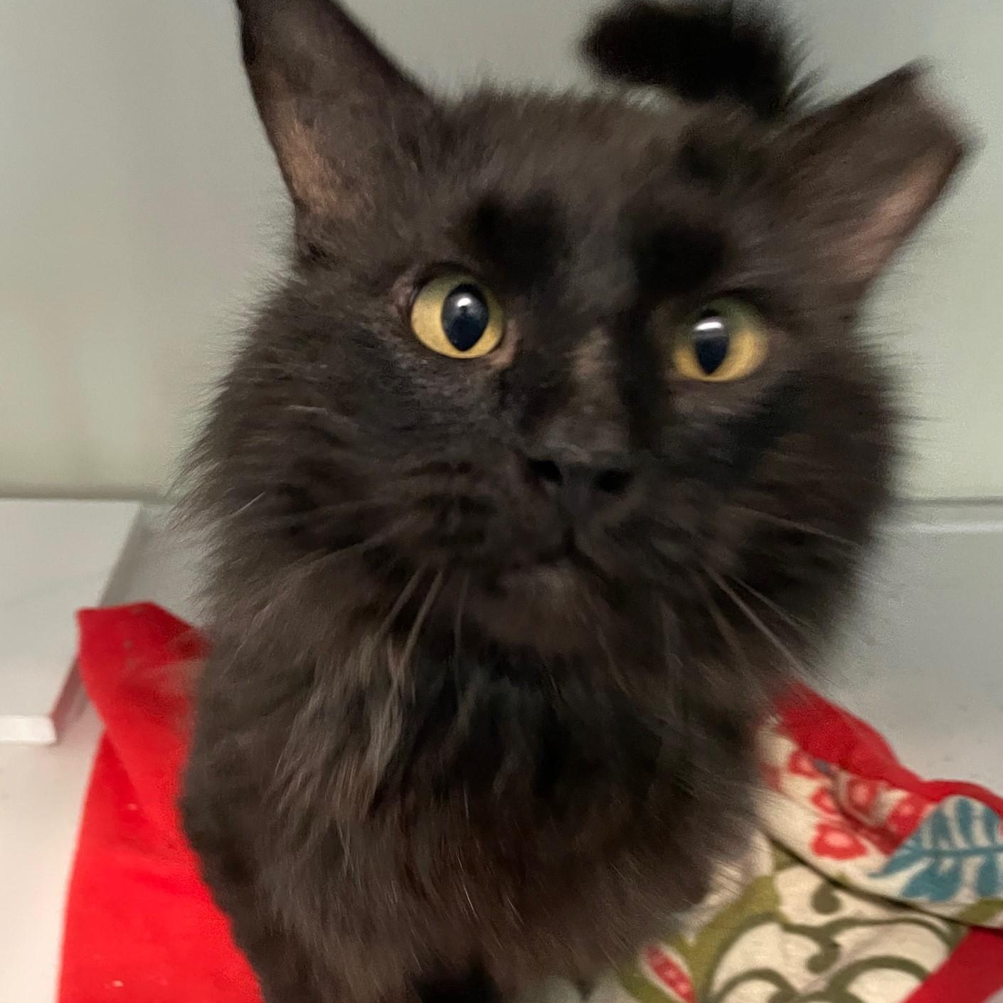 Bear - Handsome, Special Needs, ADOPTABLE, Adult Male Domestic Long Hair.