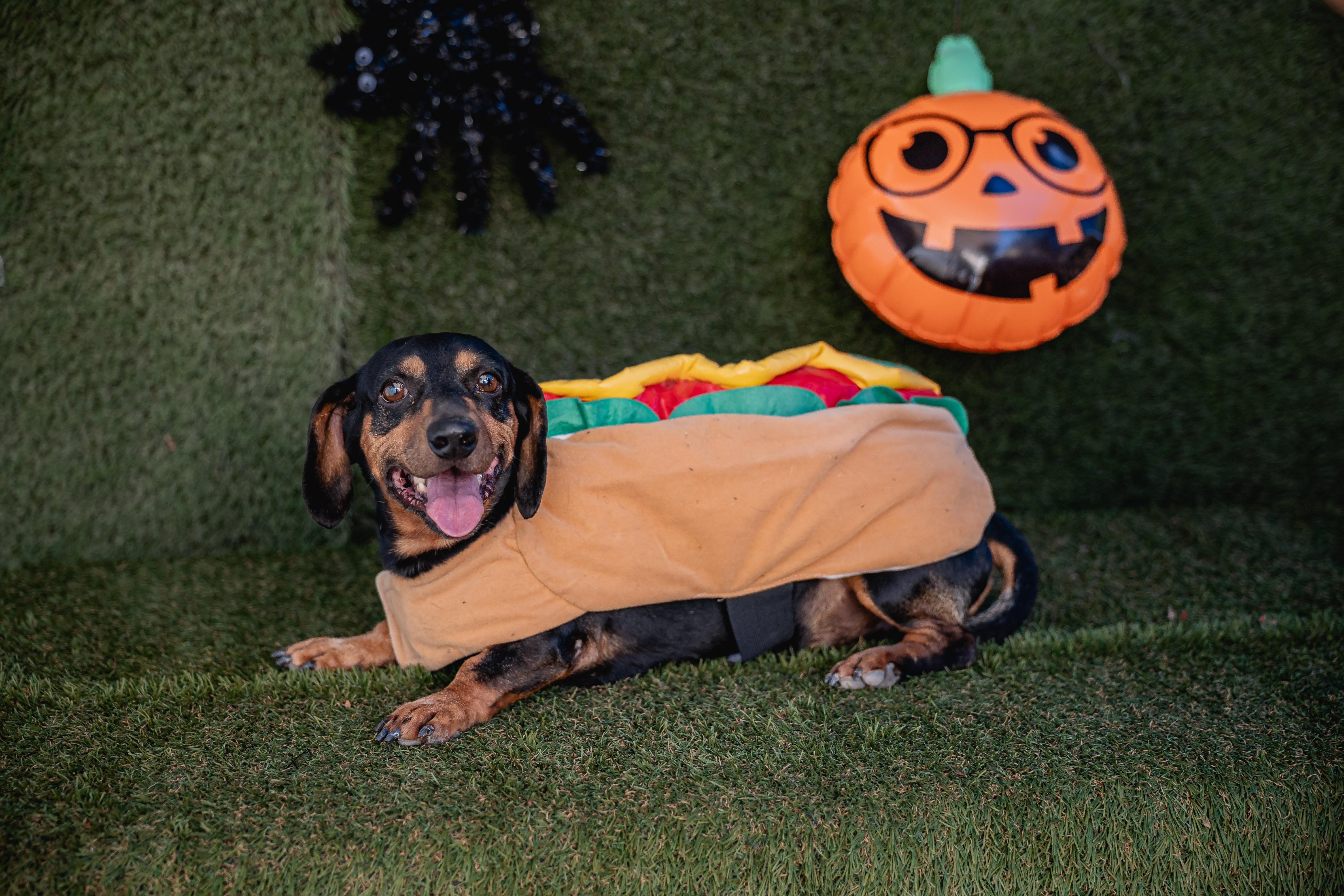 Enlarge Tito, an adopted mixed breed in Portland, OR image 3/5