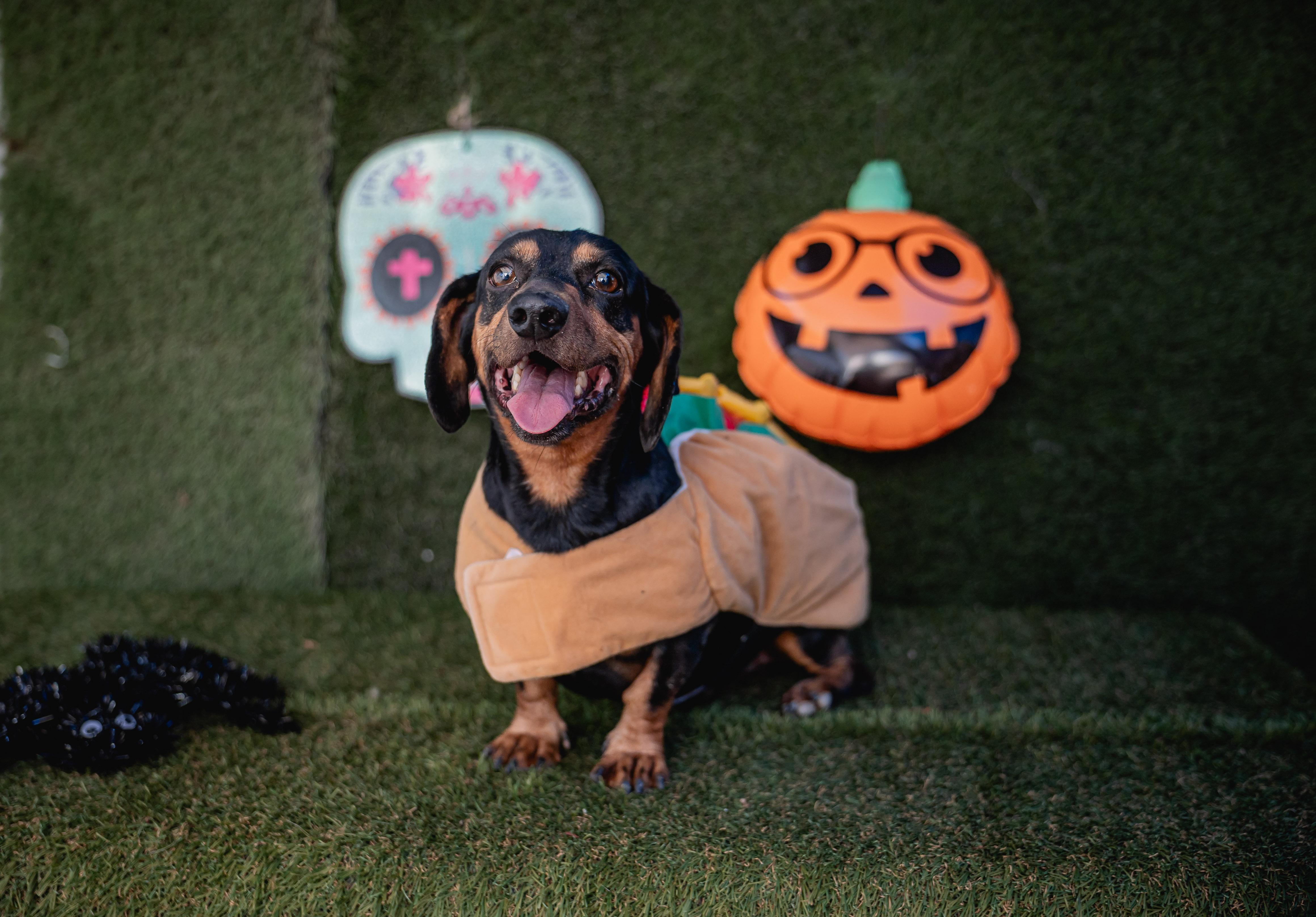 Tito, adopted, Young Male Dachshund.