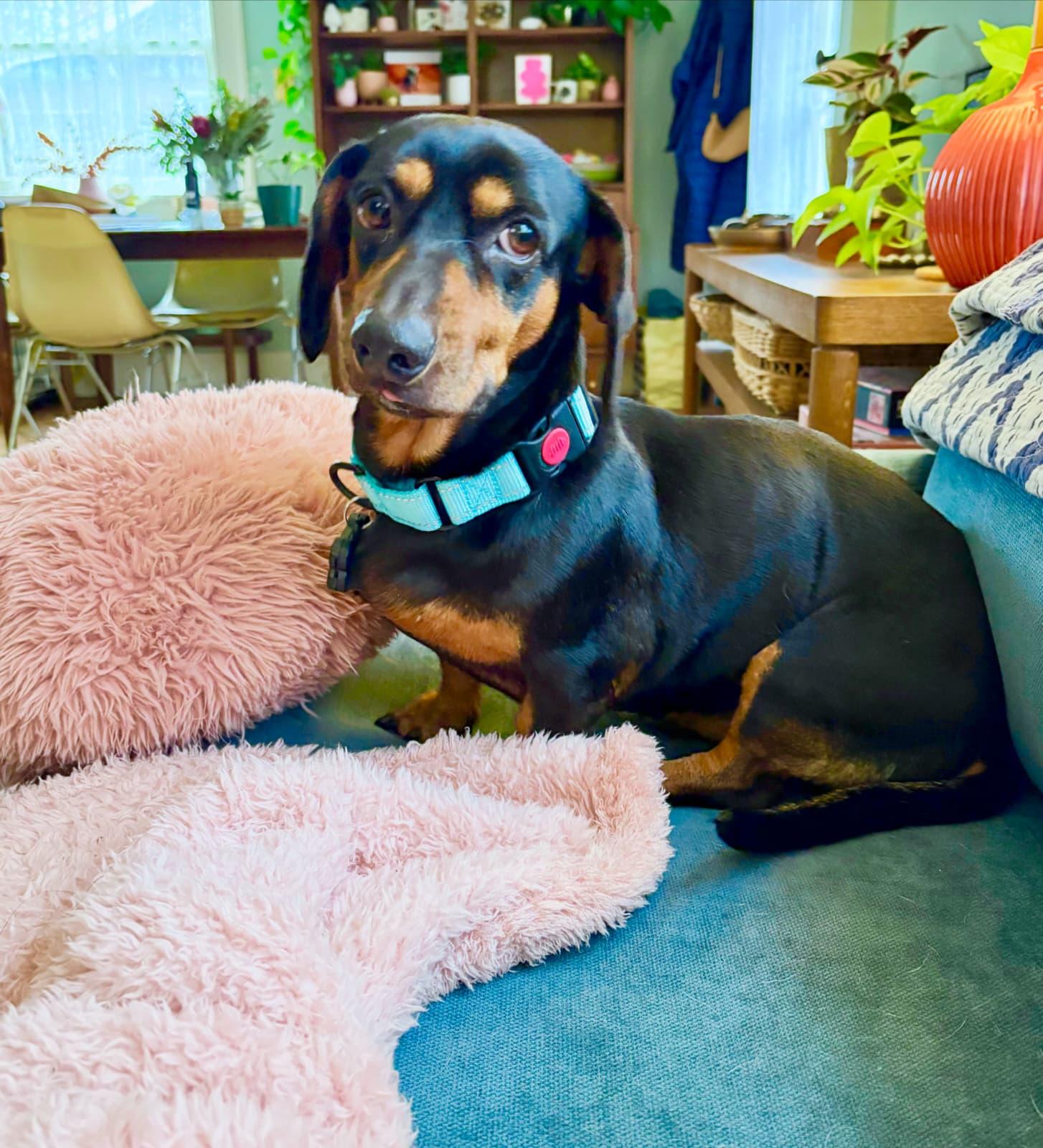 Enlarge Tito, an adopted mixed breed in Portland, OR image 5/5