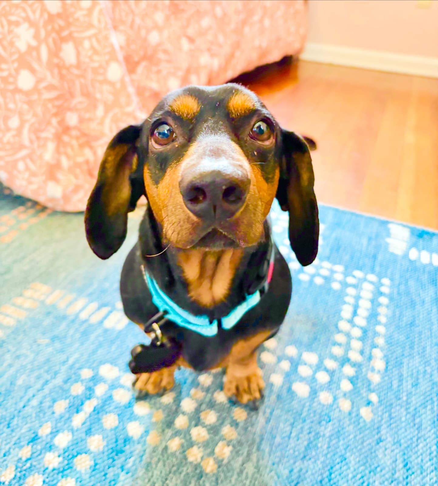 Enlarge Tito, an adopted mixed breed in Portland, OR image 2/5