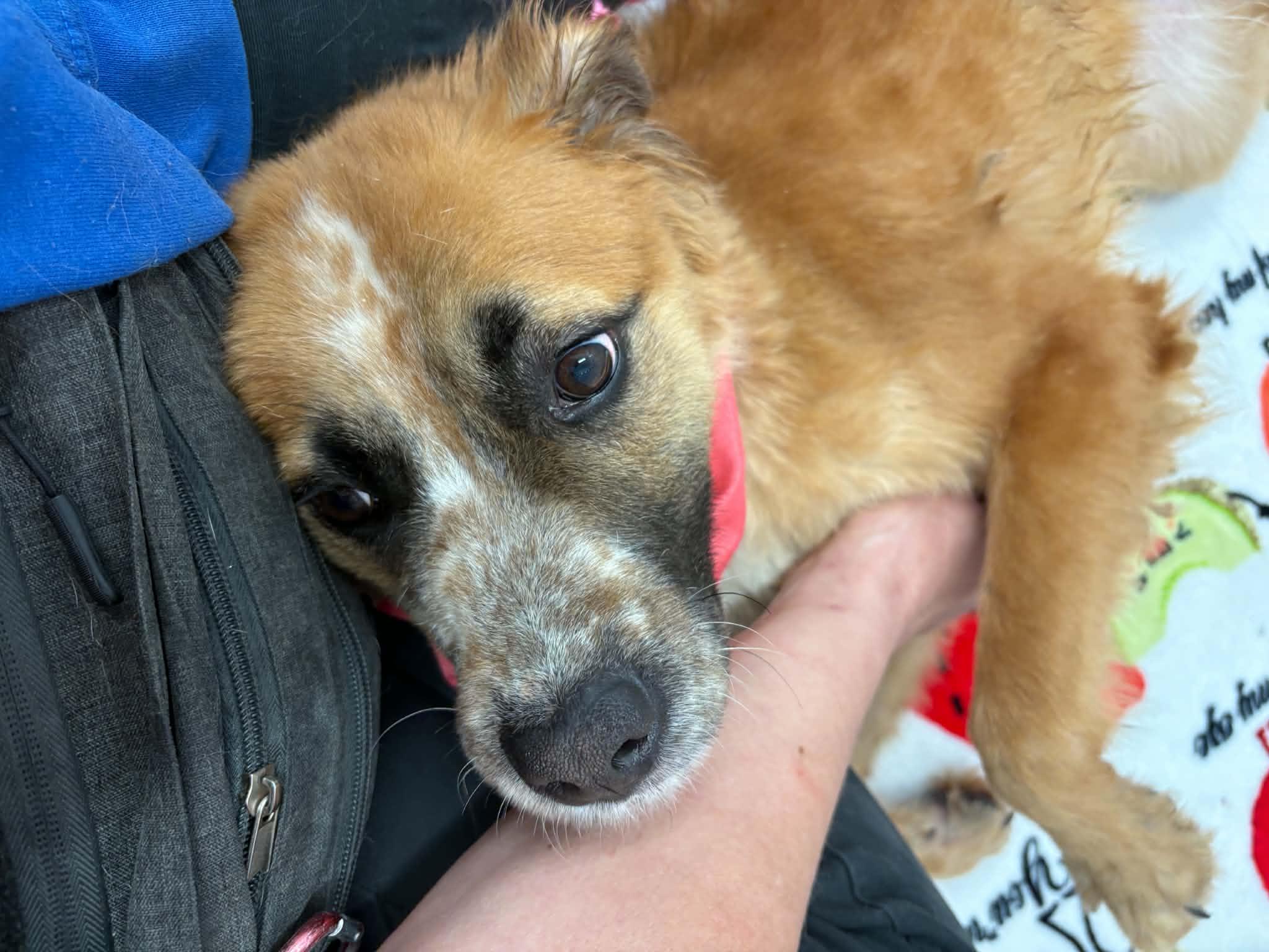 Enlarge Birdie, a Adoptable mixed breed in Oxford, MI image 2/6